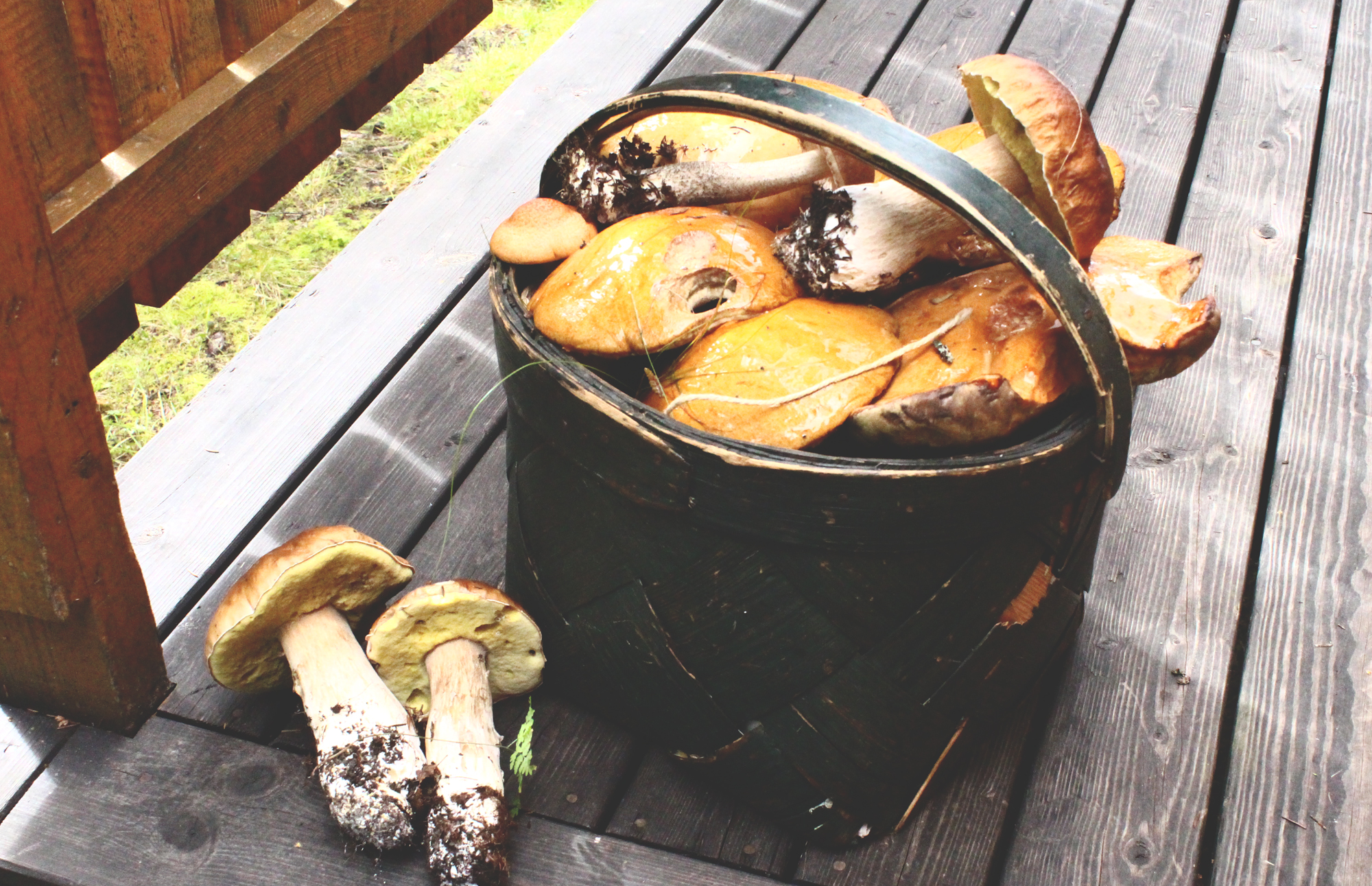 mushrooms.jpg