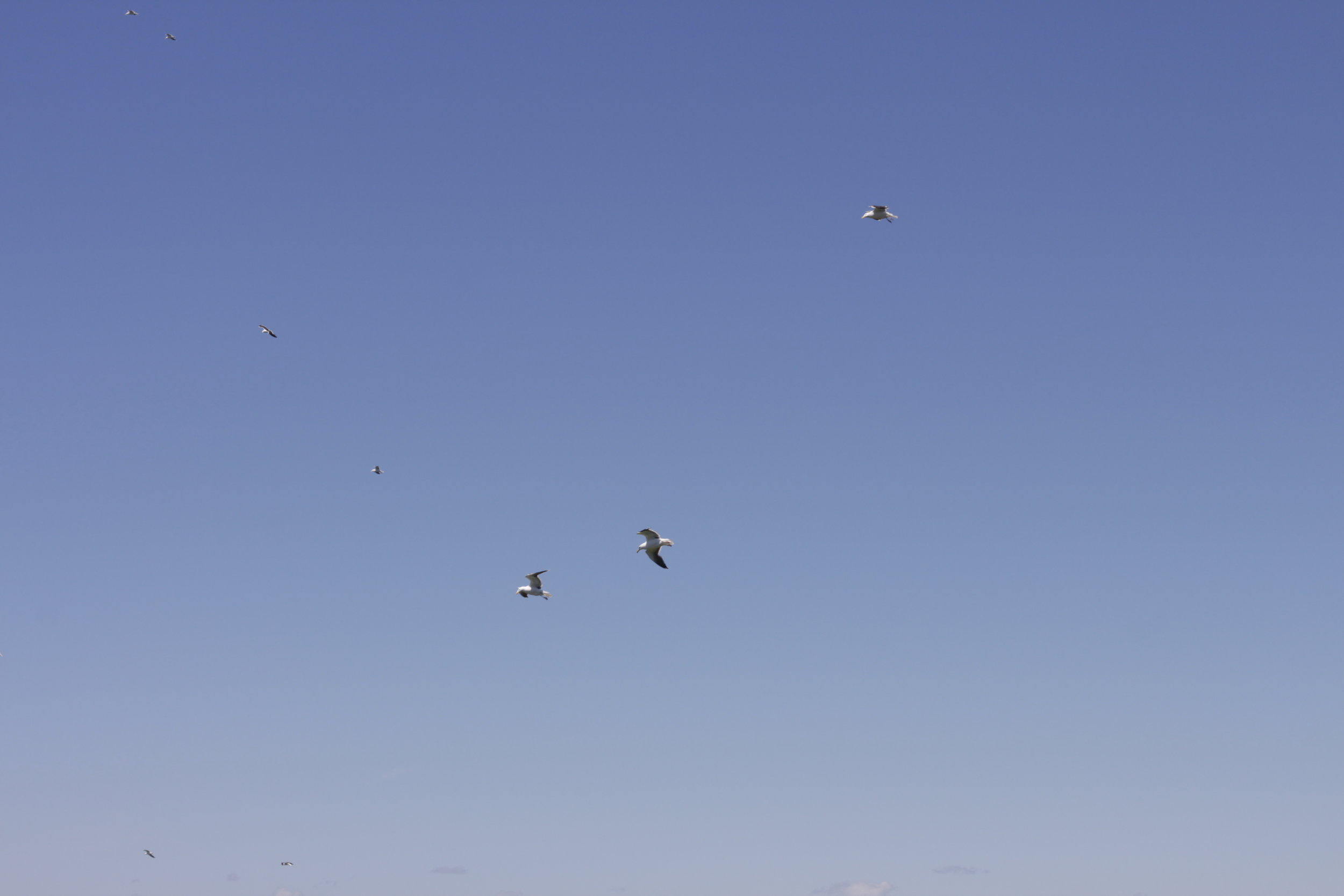 Gulls at Cape Split