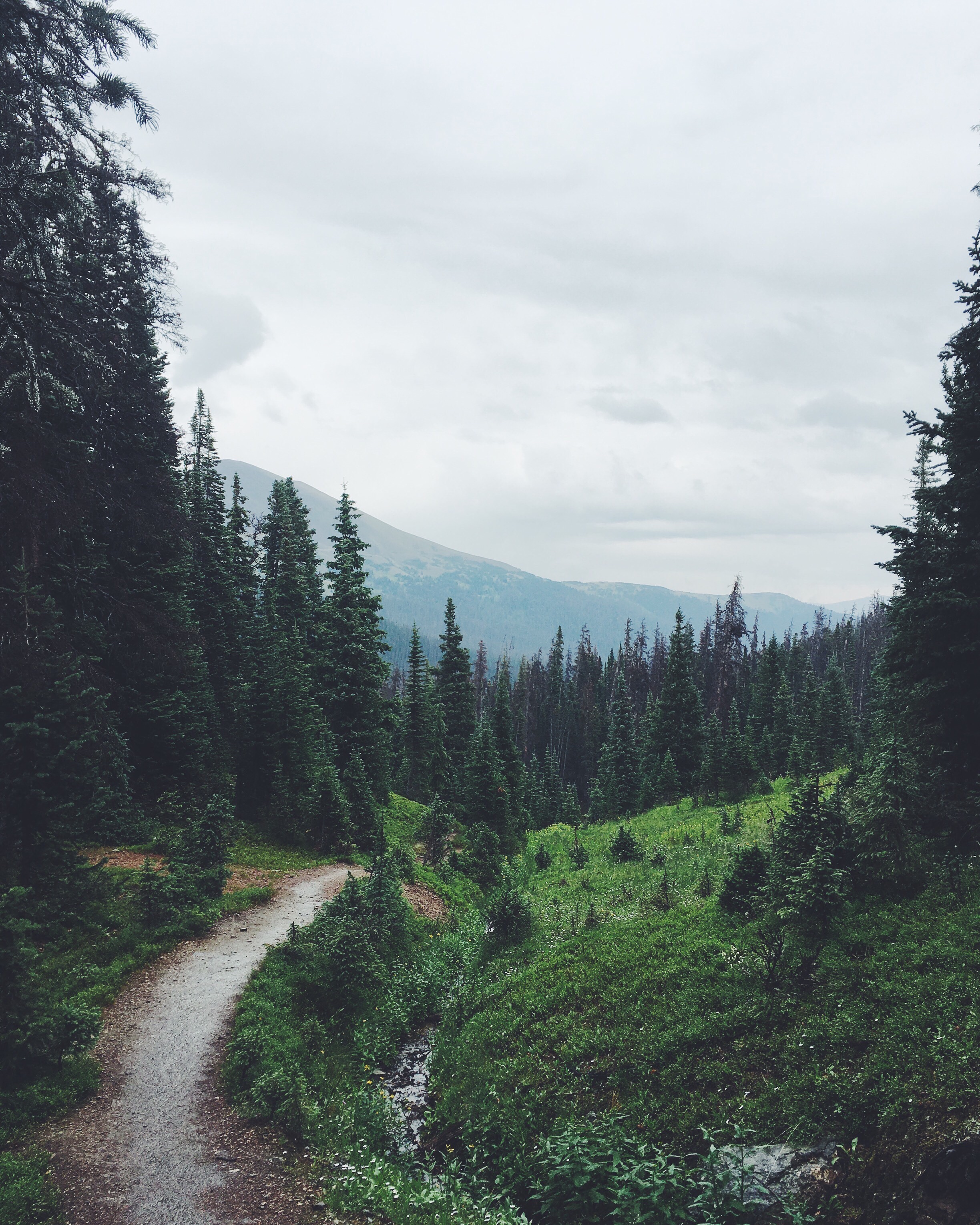 in the forest