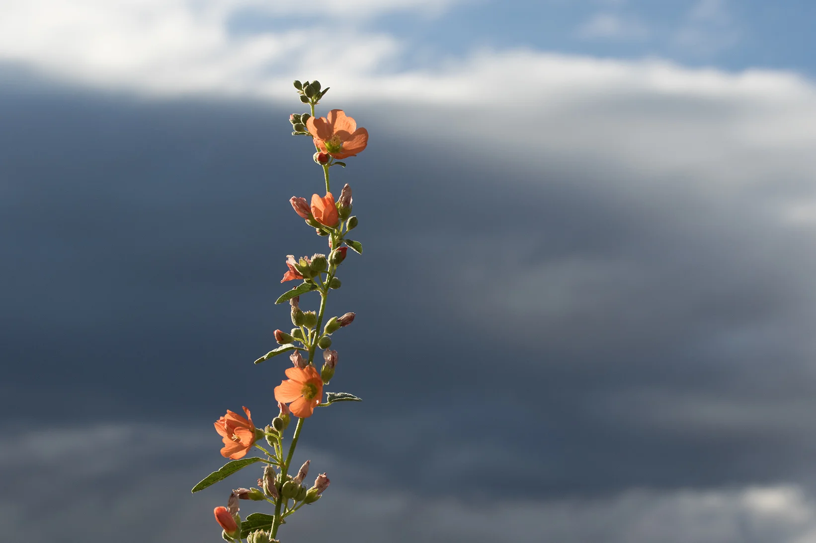 new mexico floral photography