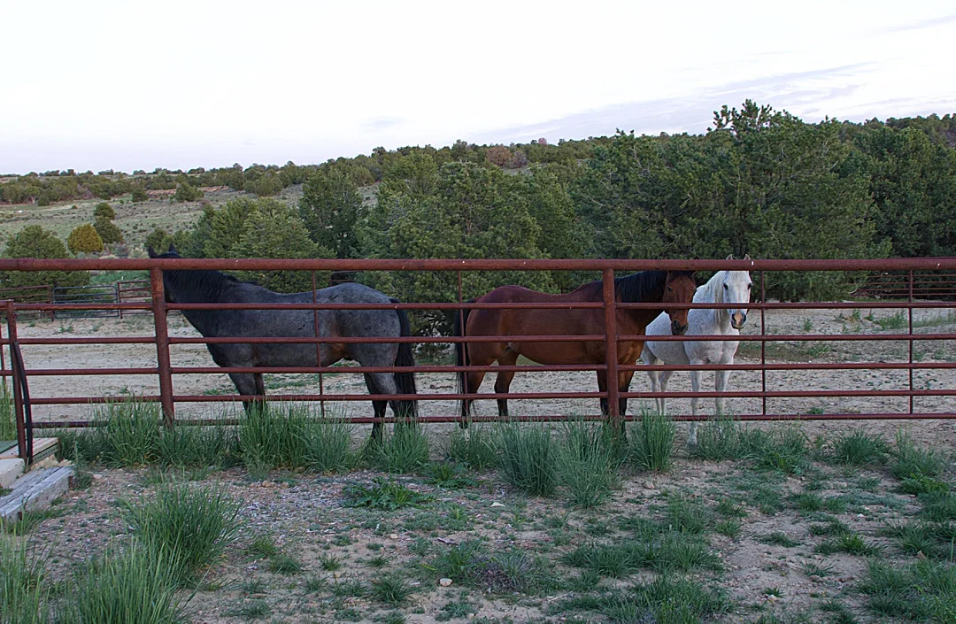 A Weekend at Devil's Spring Ranch with Don and Jane — BECCA GRADY