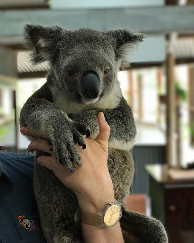 Australia: Day 5. Today.... we held and pet this adorable Koala. We also fed some local animals! We arrived in Sydney late in the evening and checked out the opera house! What an amazing day! #nofilter #shotoniphone #deptheffect #iphone7plus #iphoneo