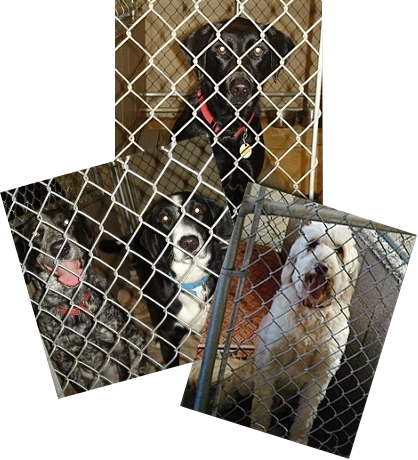 We like to call it "camp at King's Kennels"
