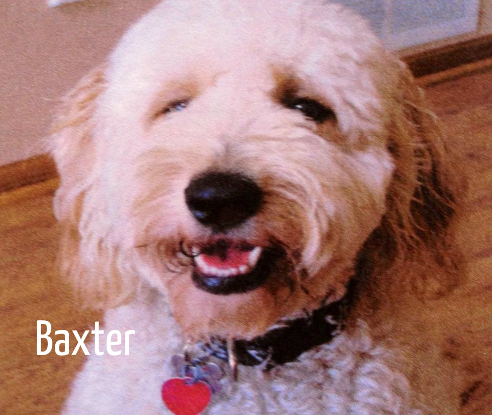 Baxter 2.jpg