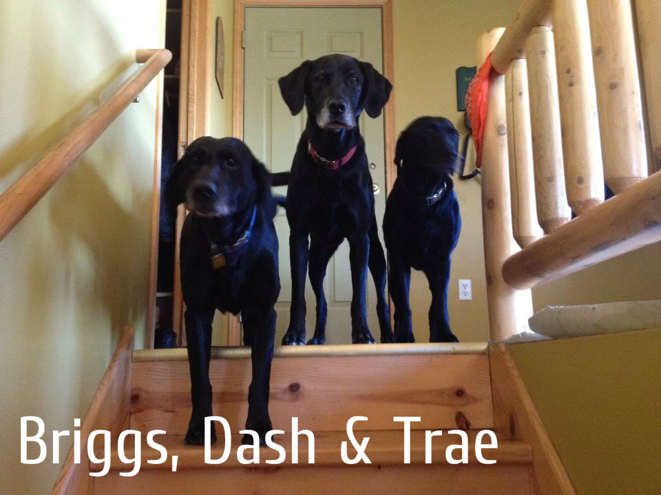 Briggs, Dash & Trae.jpg