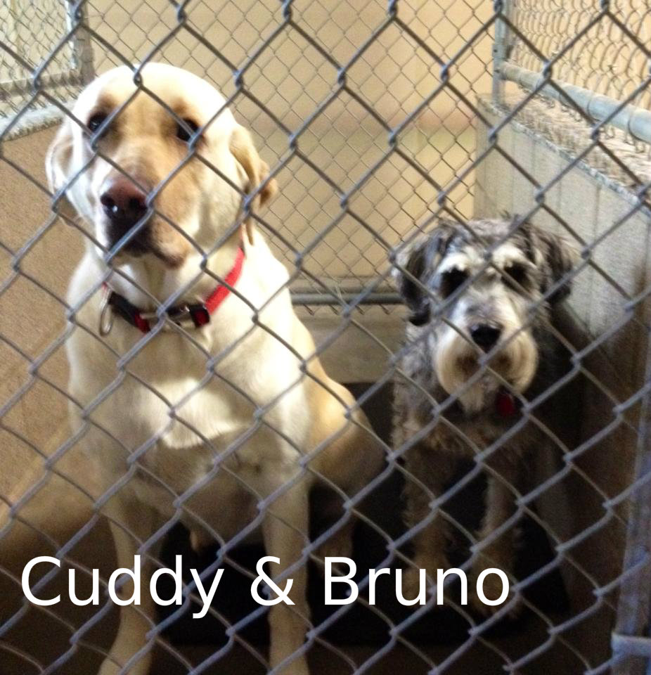 Cuddy & Bruno.jpg