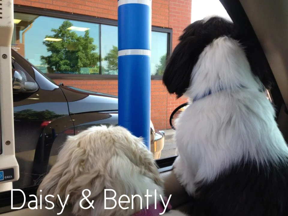 Daisy & Bently.jpg
