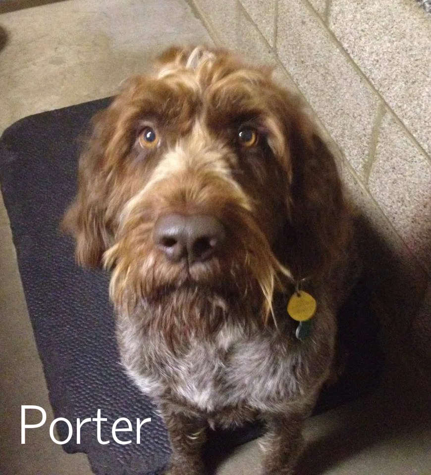 Porter.jpg