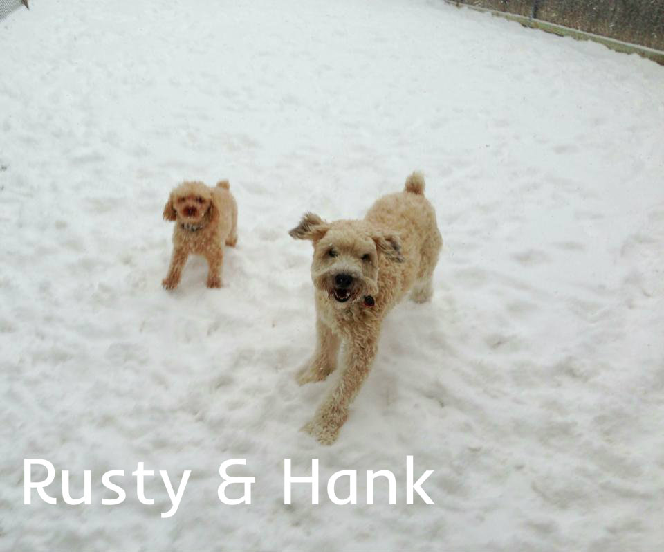 Rusty & Hank.jpg