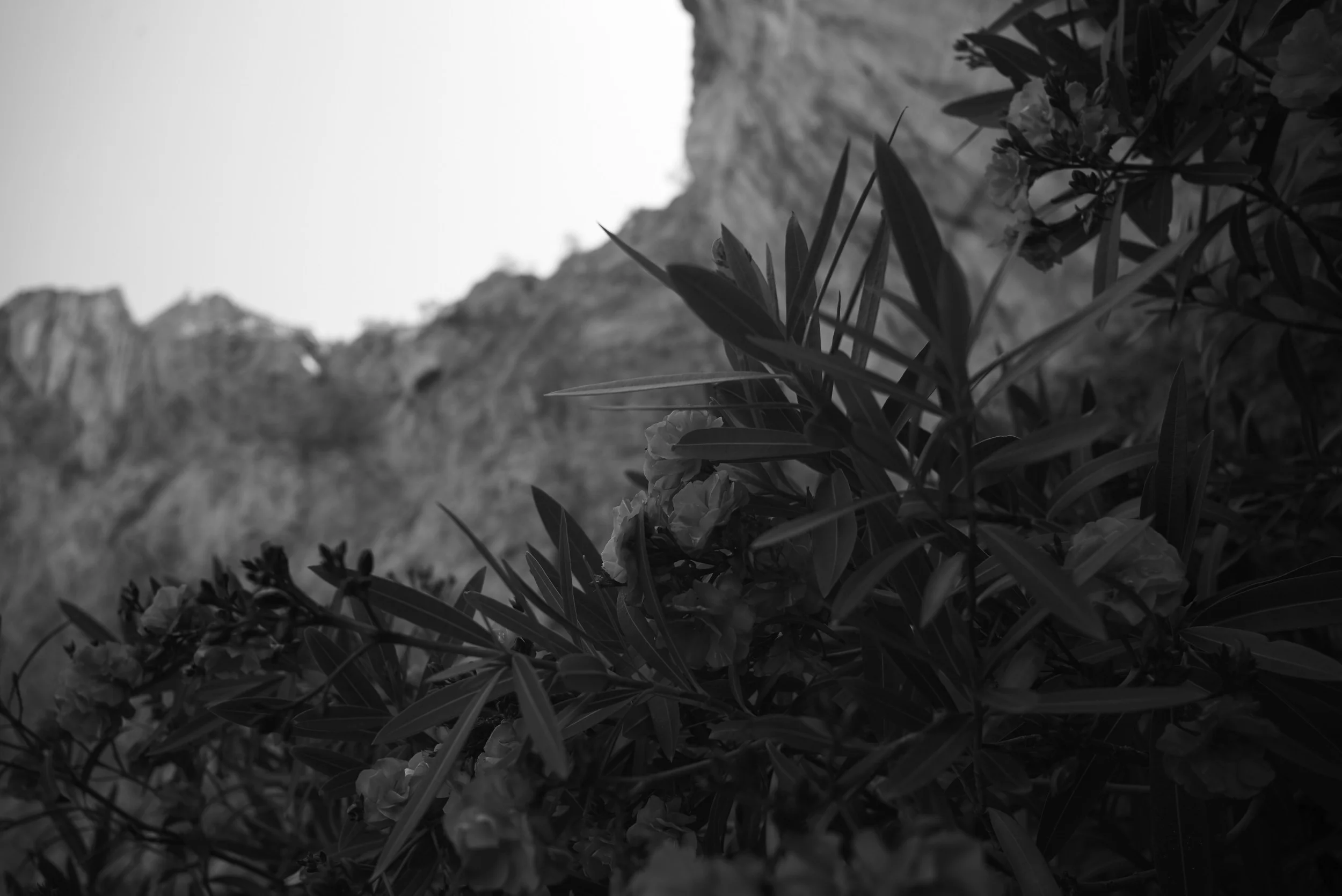 L1009606.jpg