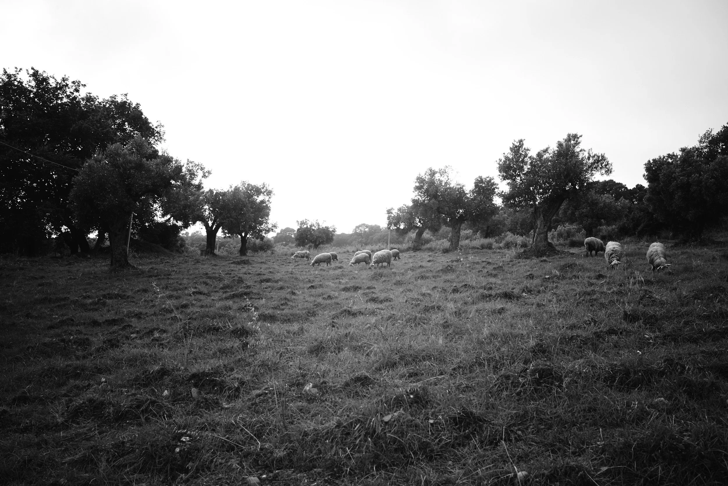 L1000366.jpg