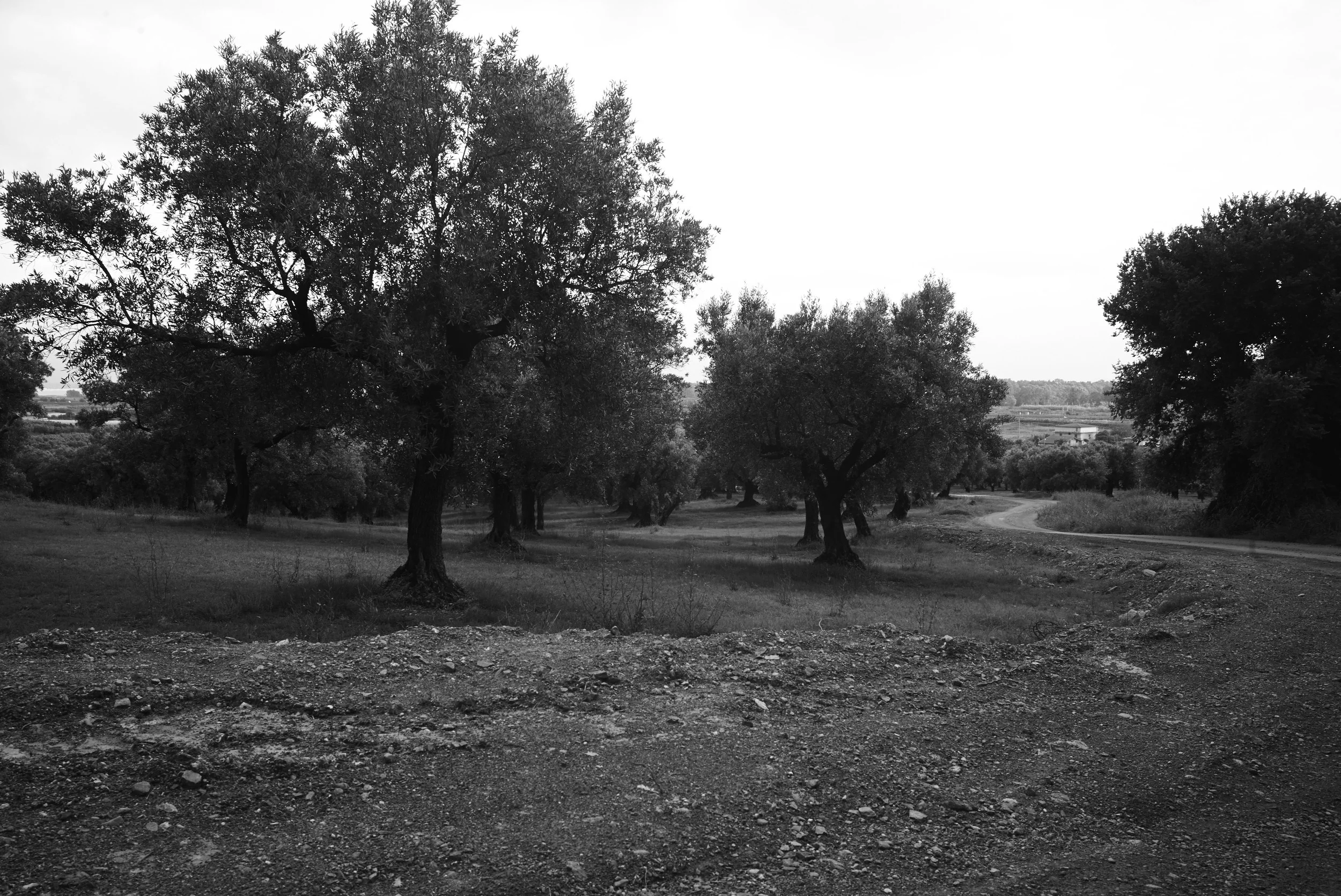 L1000411.jpg