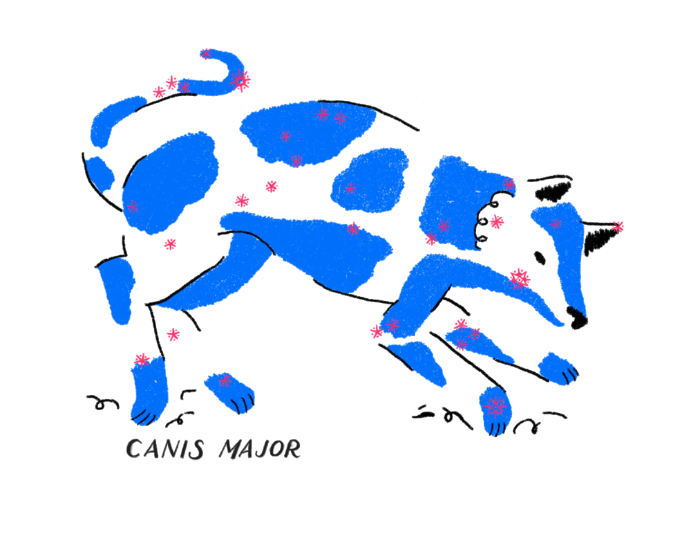 canismajor-print-transparent-nologo.png