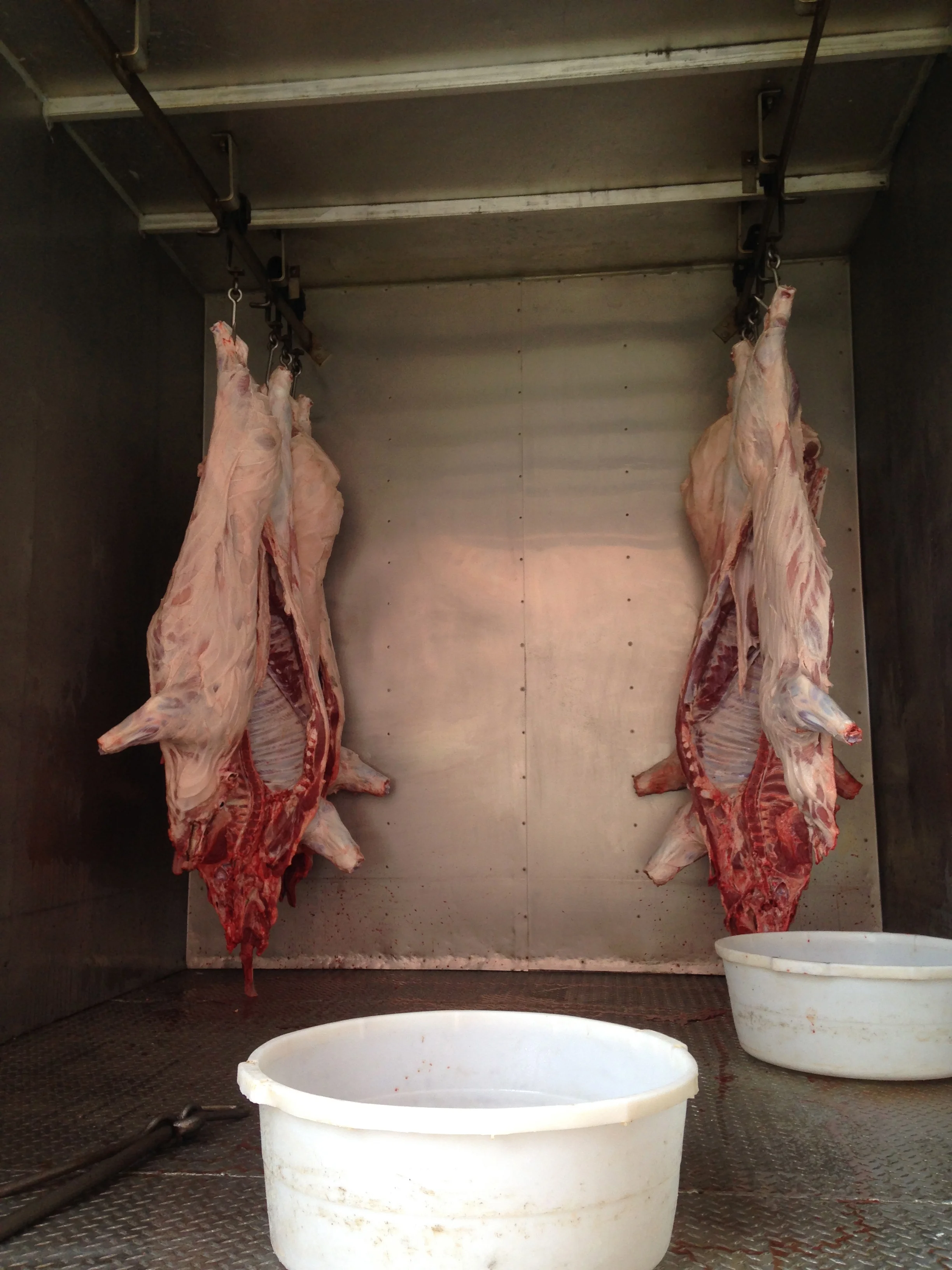 The pigs that had been done this morning before ours.