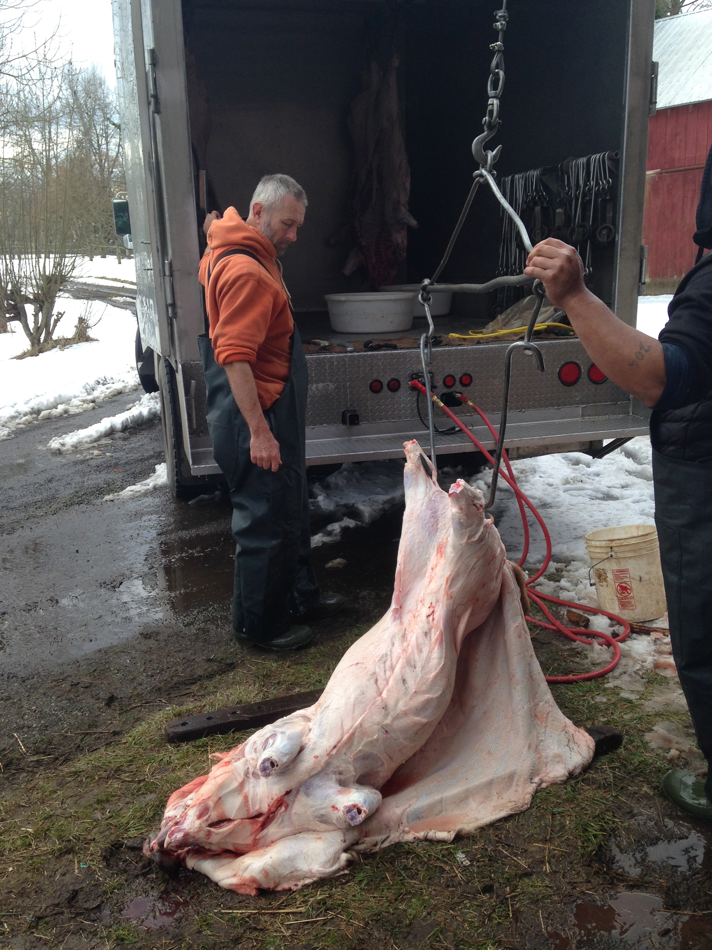 Hauling the pig up