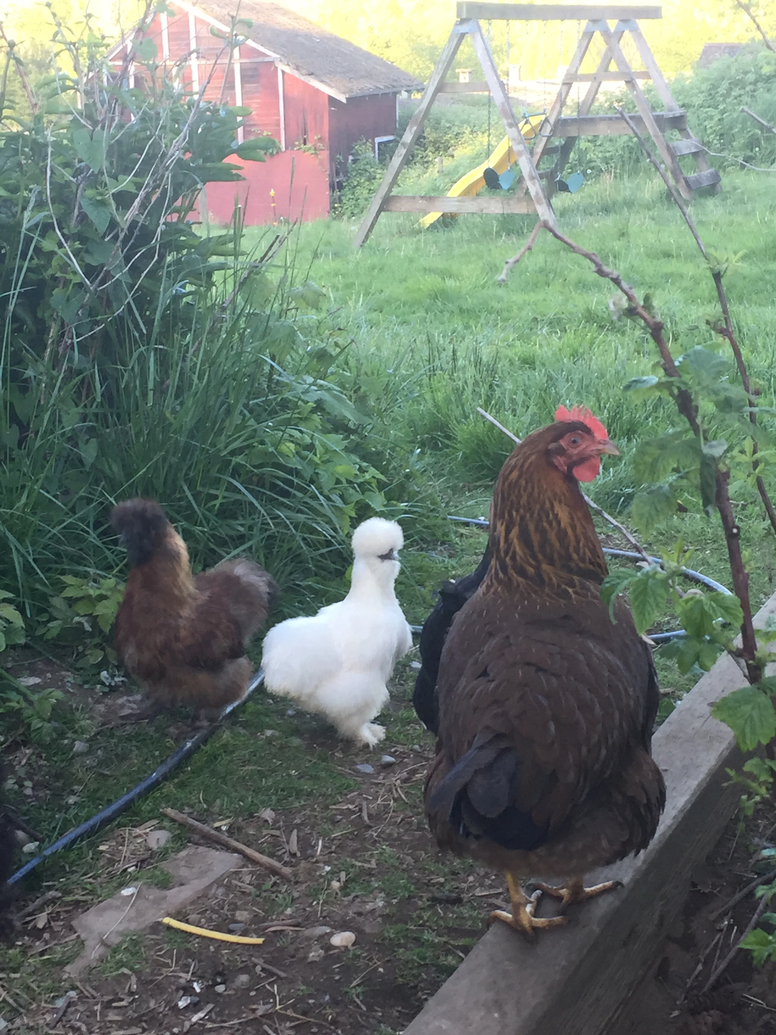 The fuzzy chickens are silkies -- they're pretty useless, but awfully cute.