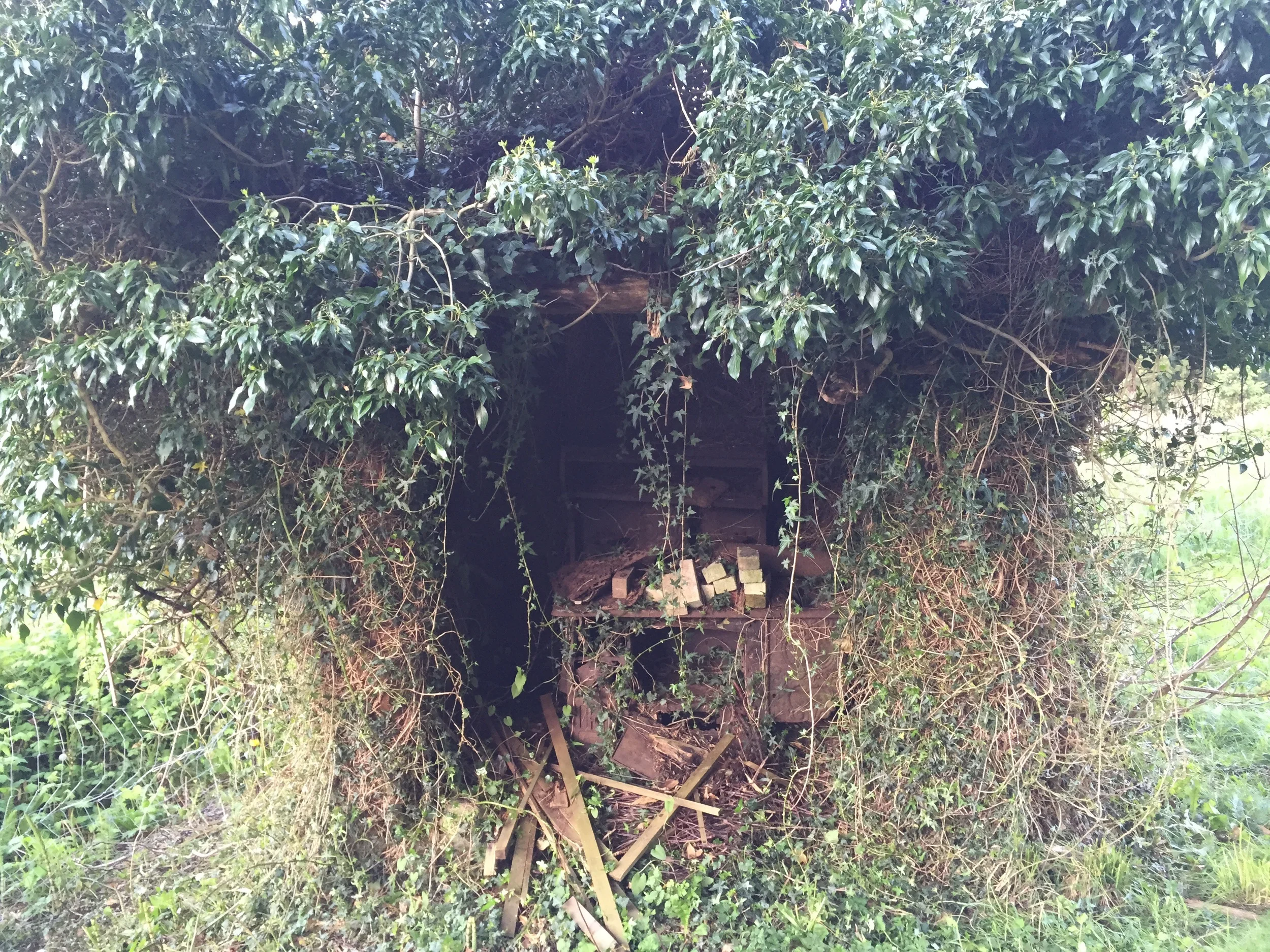 Goat art. They've eaten the brush as high up as they can reach. In the little shelter is an old iron stove that was used for canning in the 1950s.