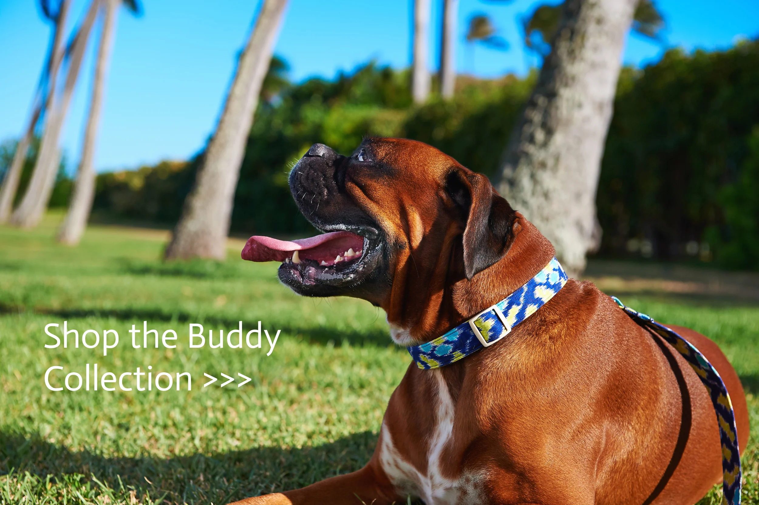 Shop the Buddy Collection