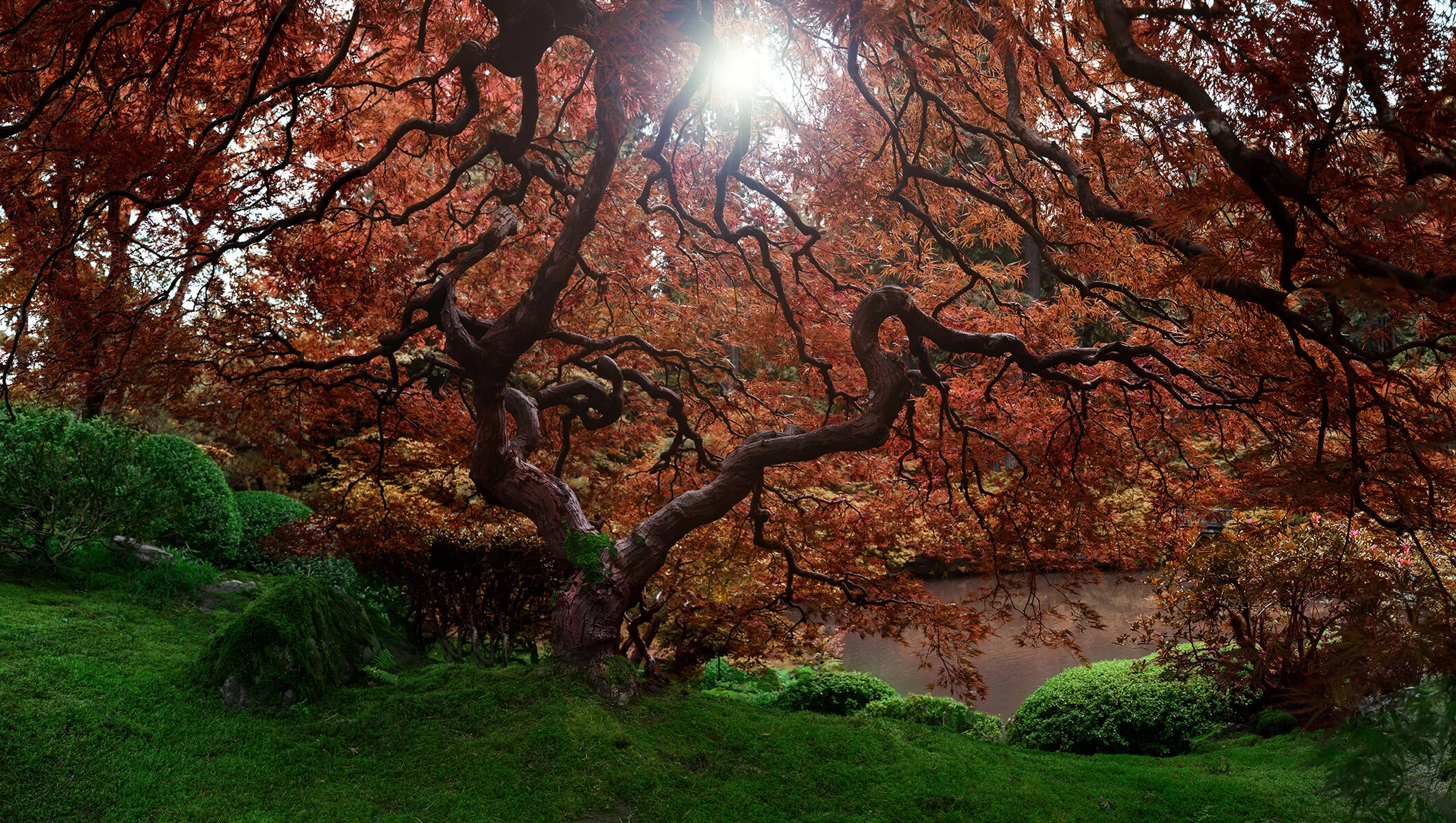 JAPANESE MAPLE