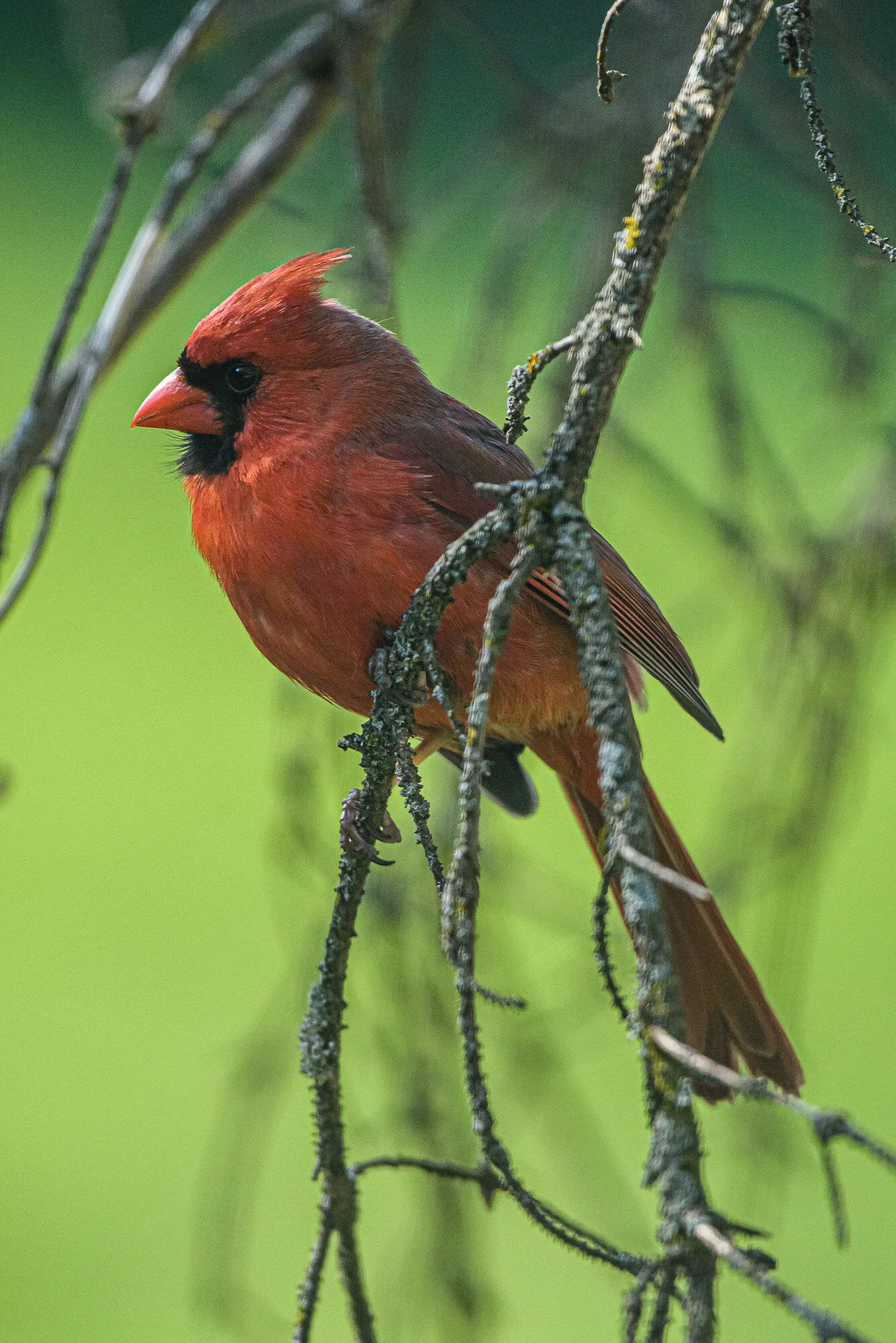  Vincent Ethier©2020 