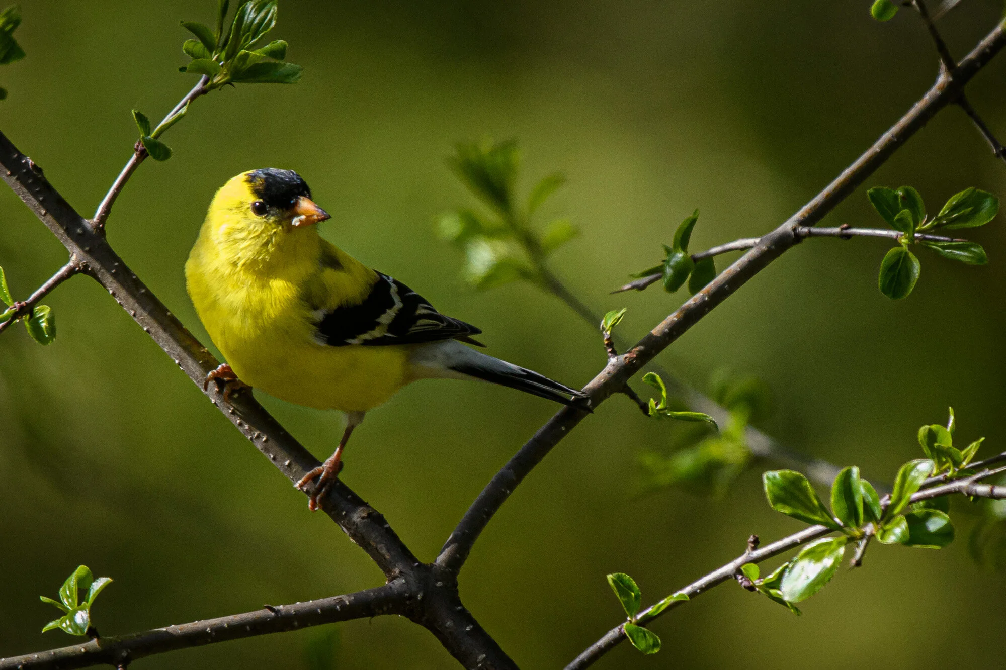  Vincent Ethier©2020 