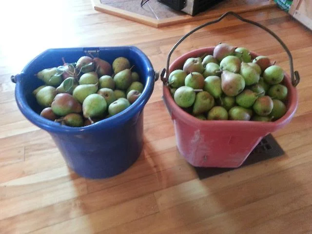 Our bounty!