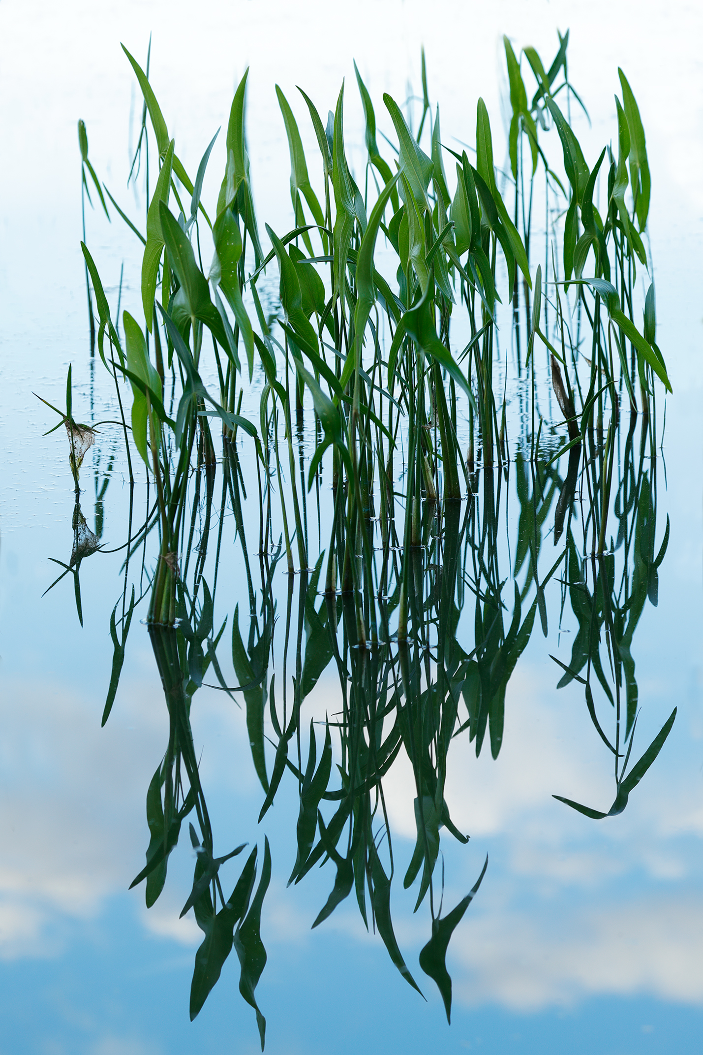 Reeds In Clouds