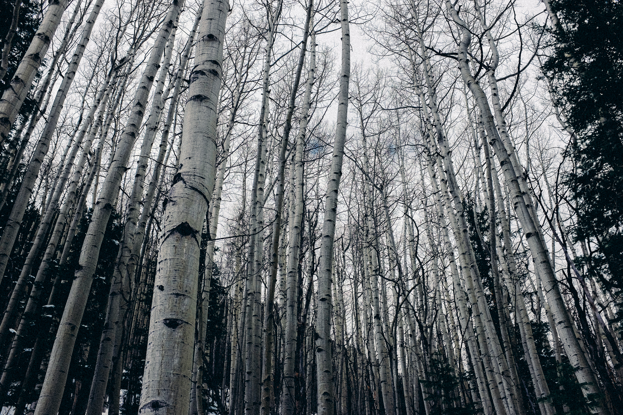 Trees. Obviously.
