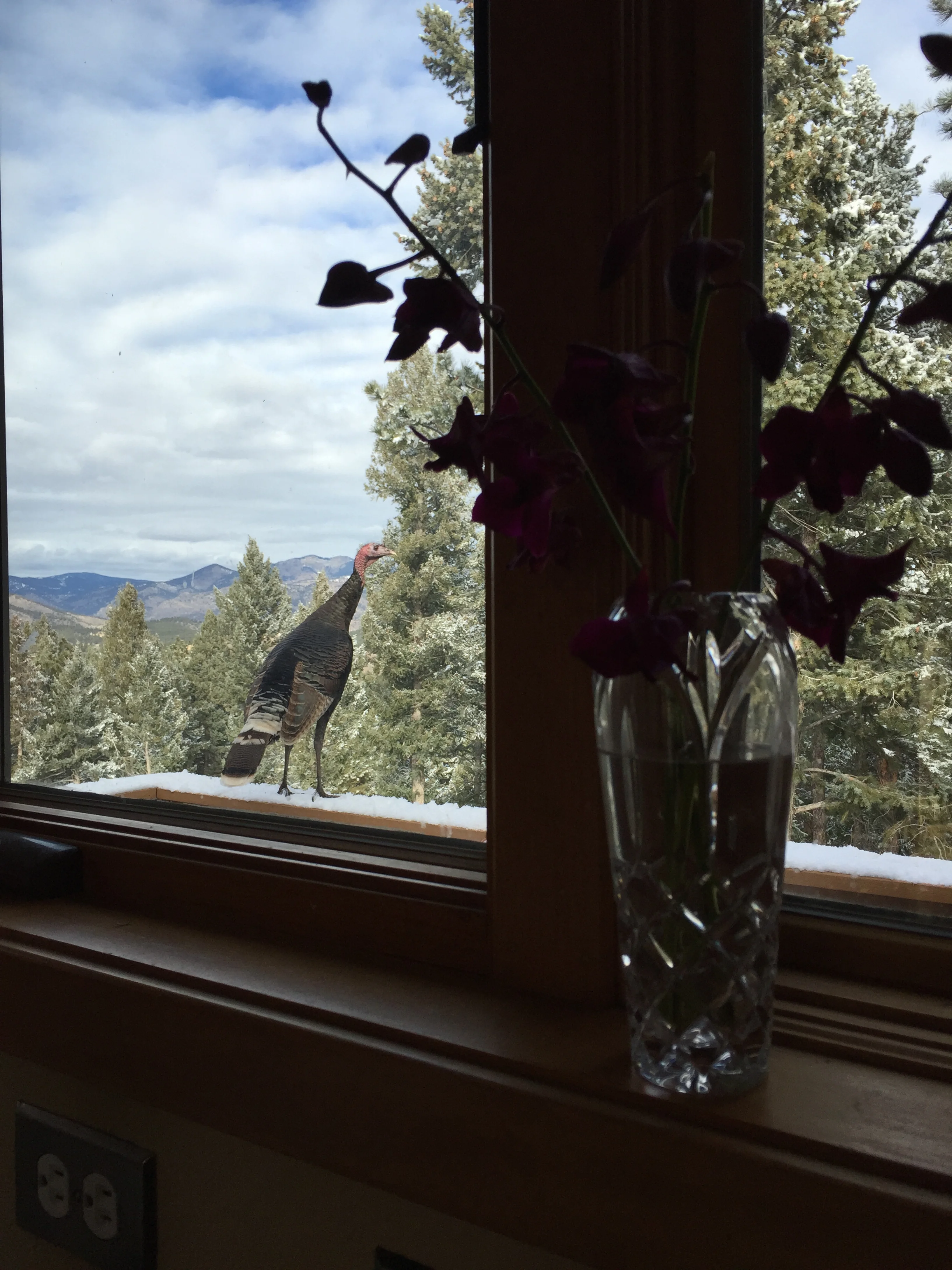 Who knew turkeys love to admire the view?