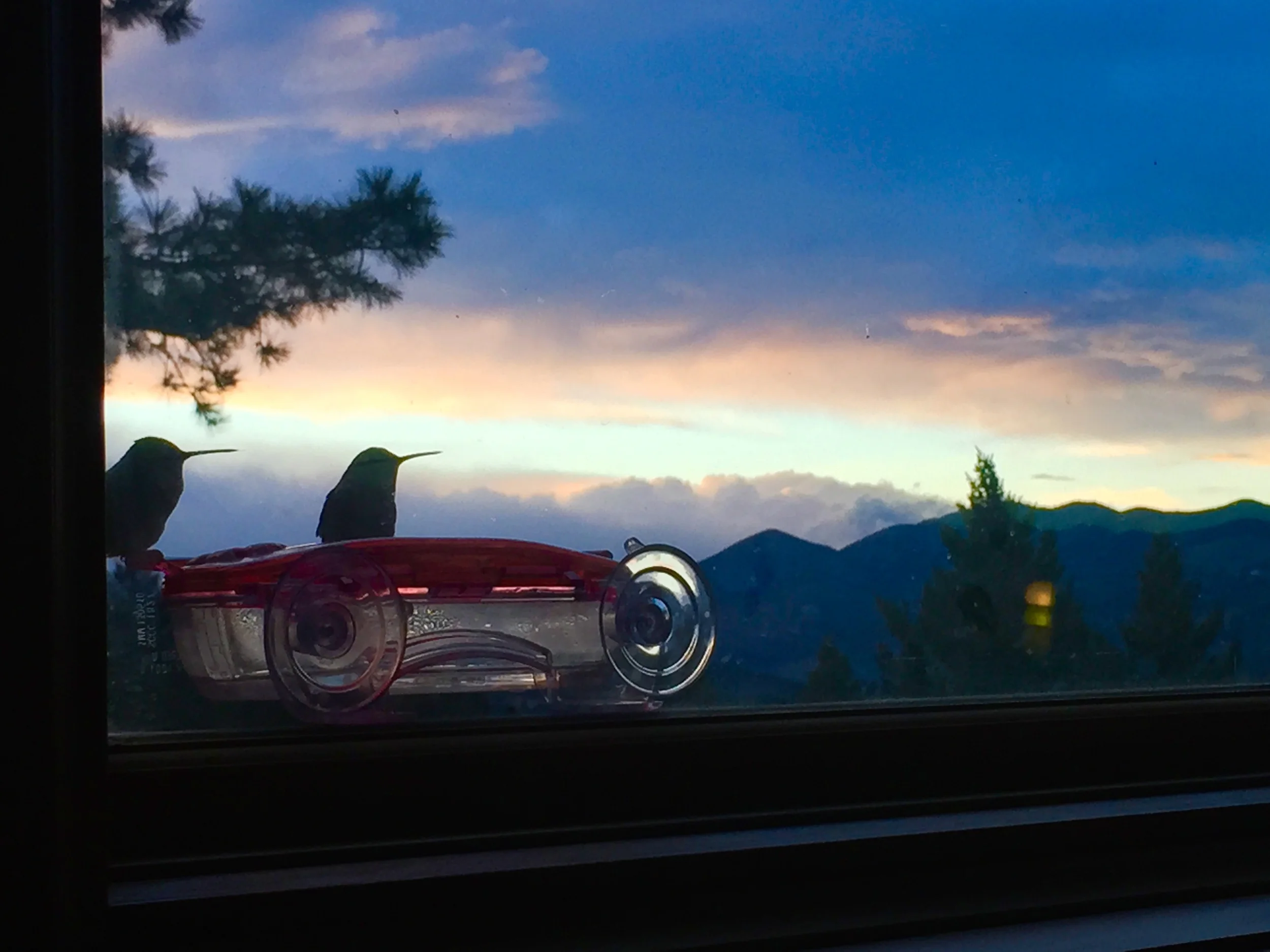 Hummingbird Happy Hour