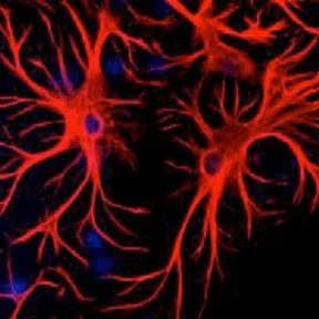 Astrocytes.jpg