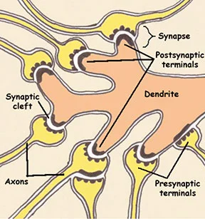 http://www.mult-sclerosis.org/synapse.html