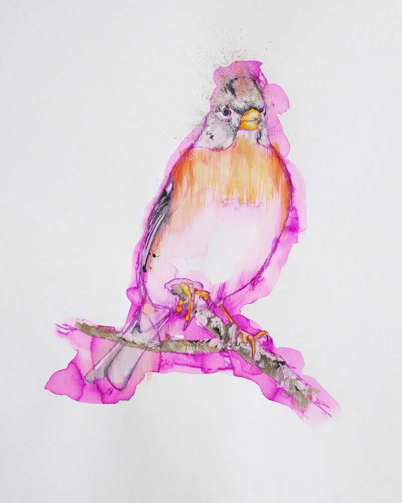 bergfink - 40x50cm - Gouache auf Papier.jpg