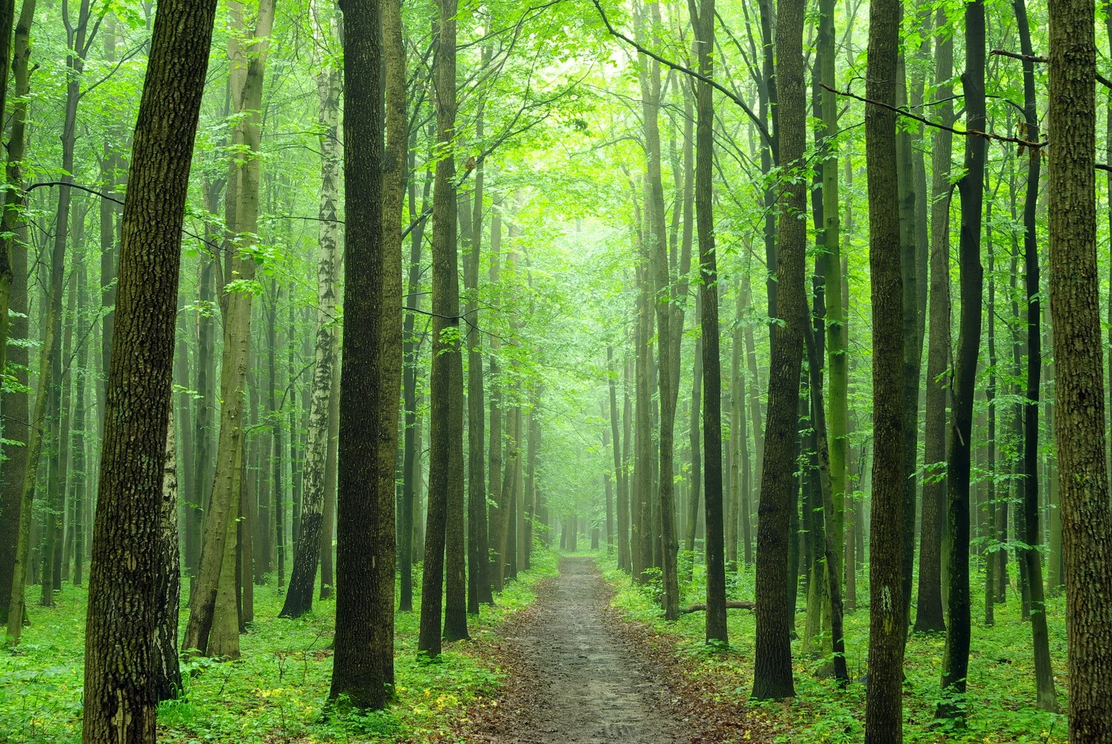 bigstock-a-path-is-in-the-green-forest-14274470.jpg