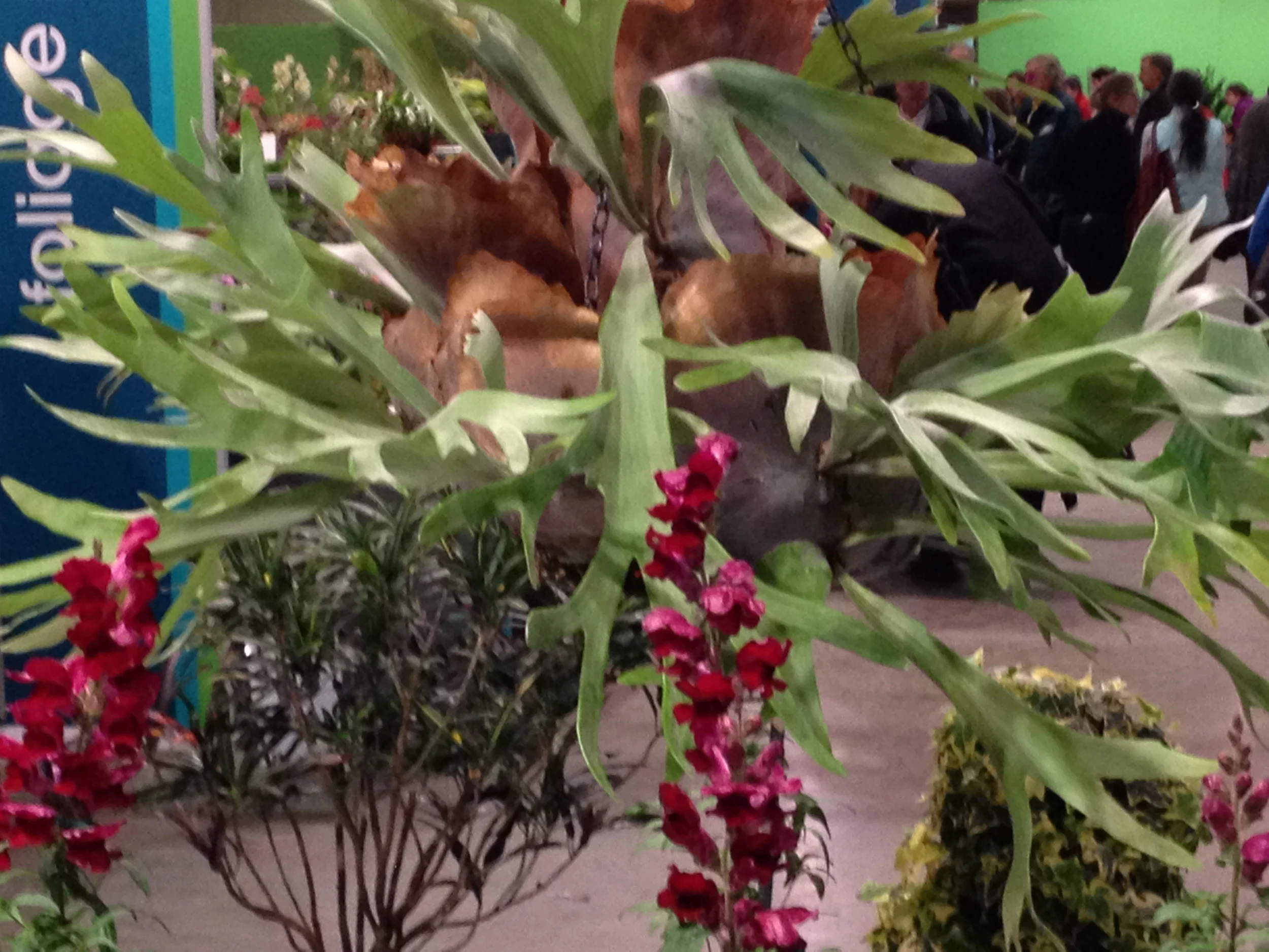 PHILADELPHIA FLOWER SHOW