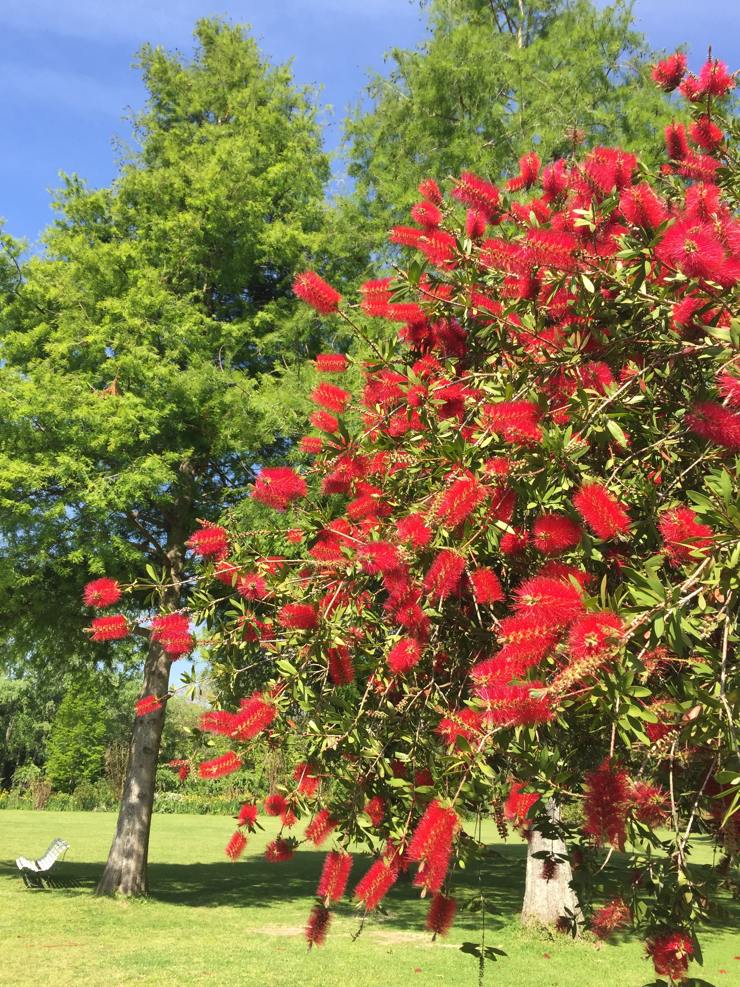 Spring comes to Buenos Aires. 