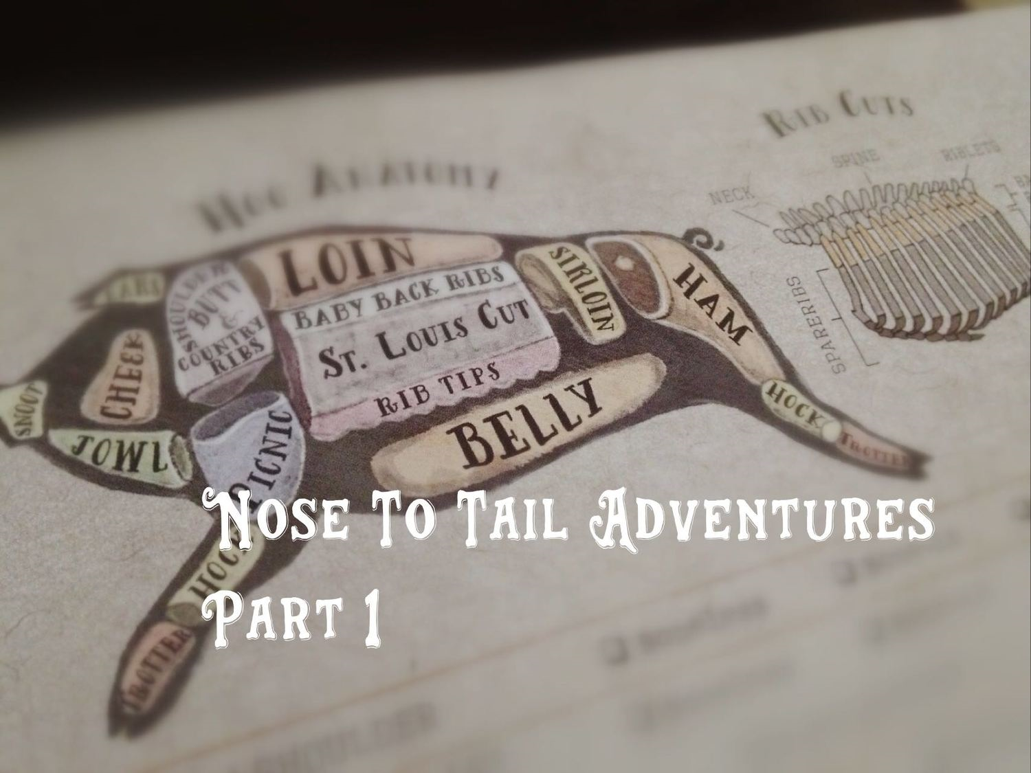 NoseToTailPart1.jpg