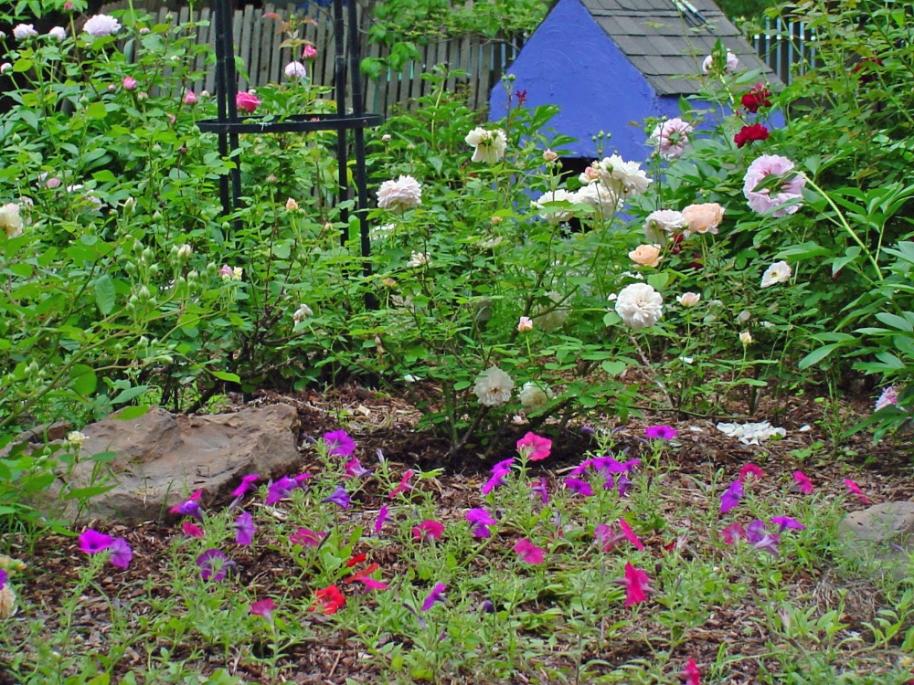 perennials2092204_edited-1.jpg