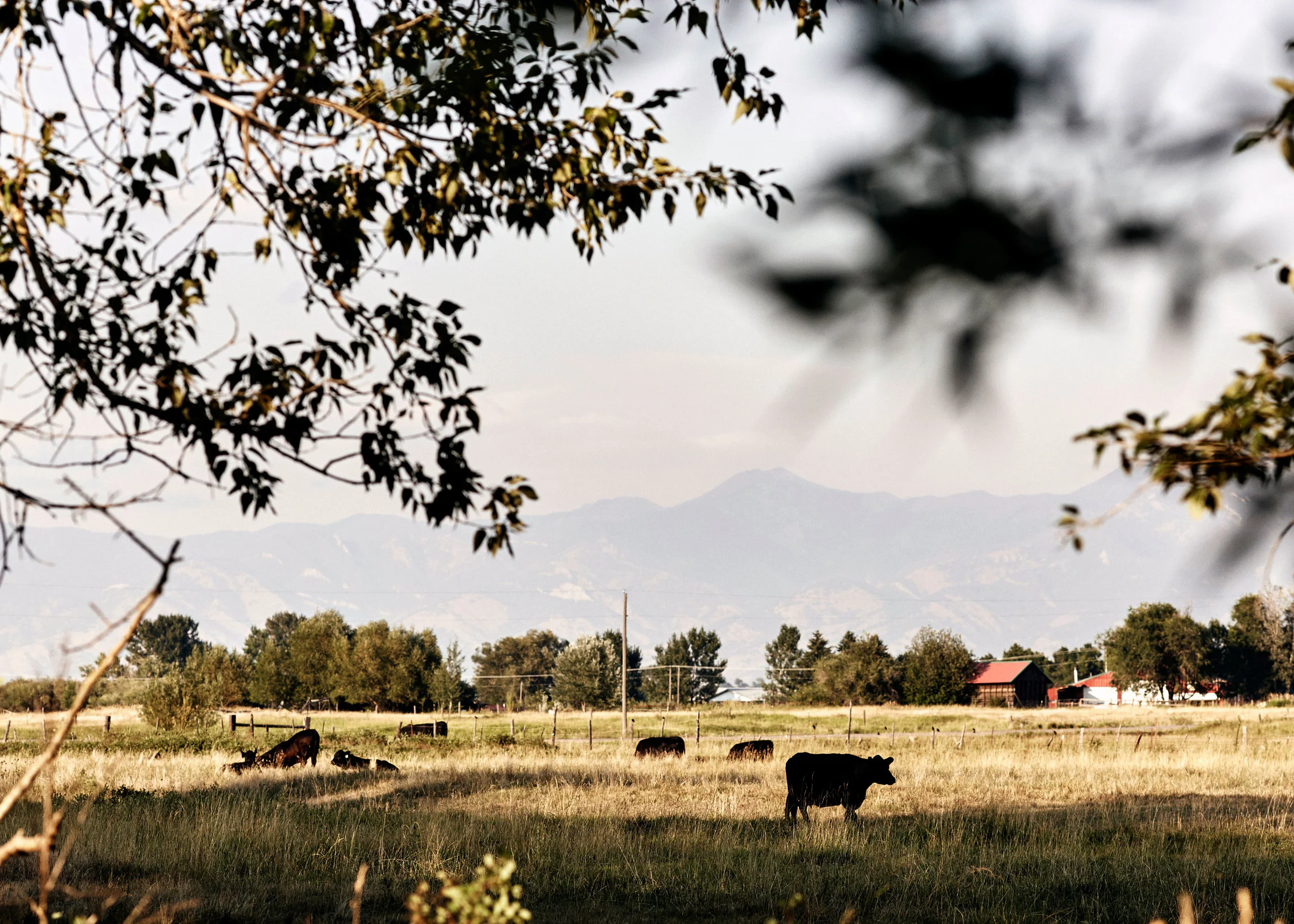 150817-montana-flyfish-019.jpg