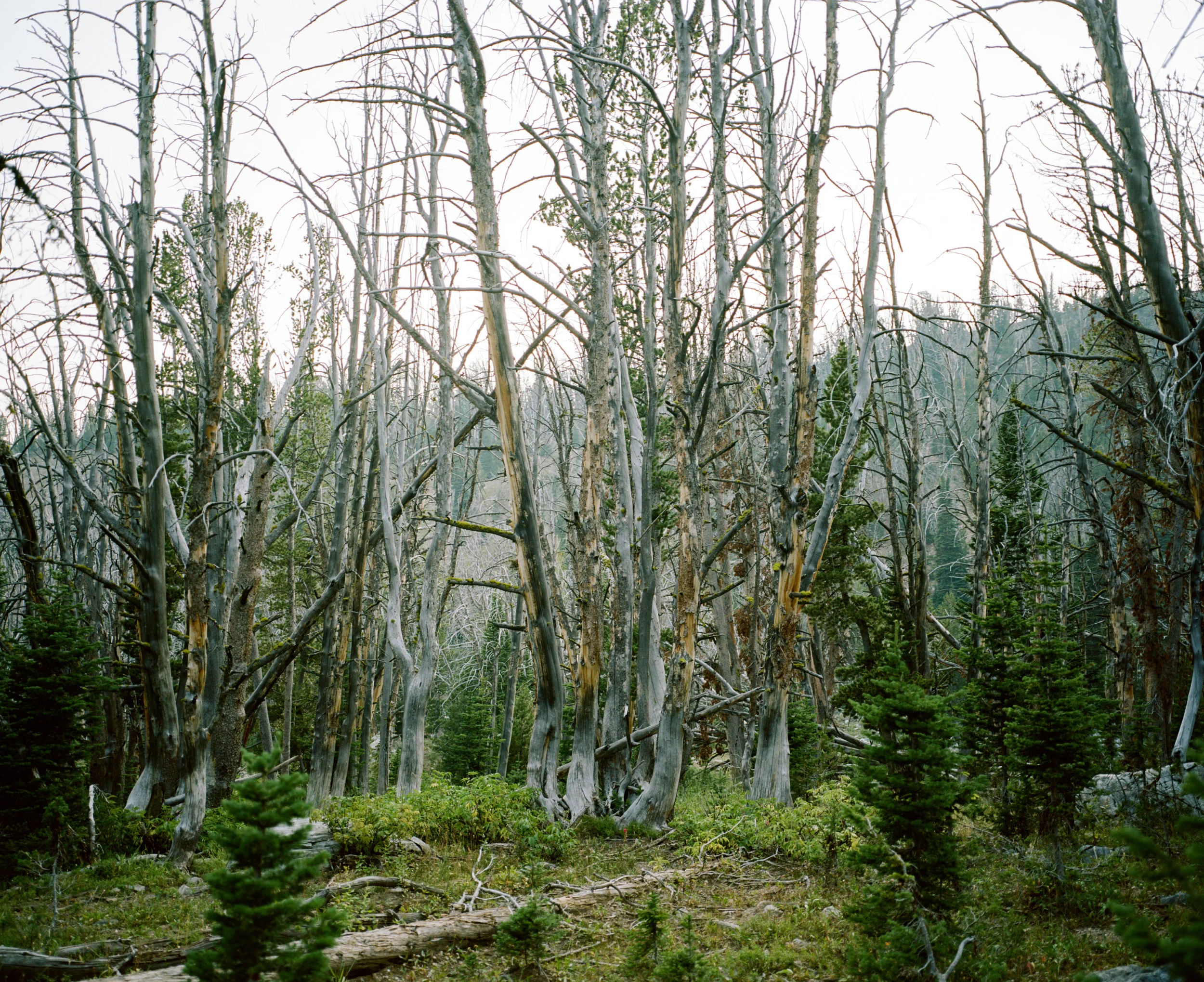 nfay-0966-P160-08.jpg