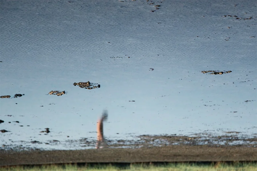 ANDRES UNDRESS promo