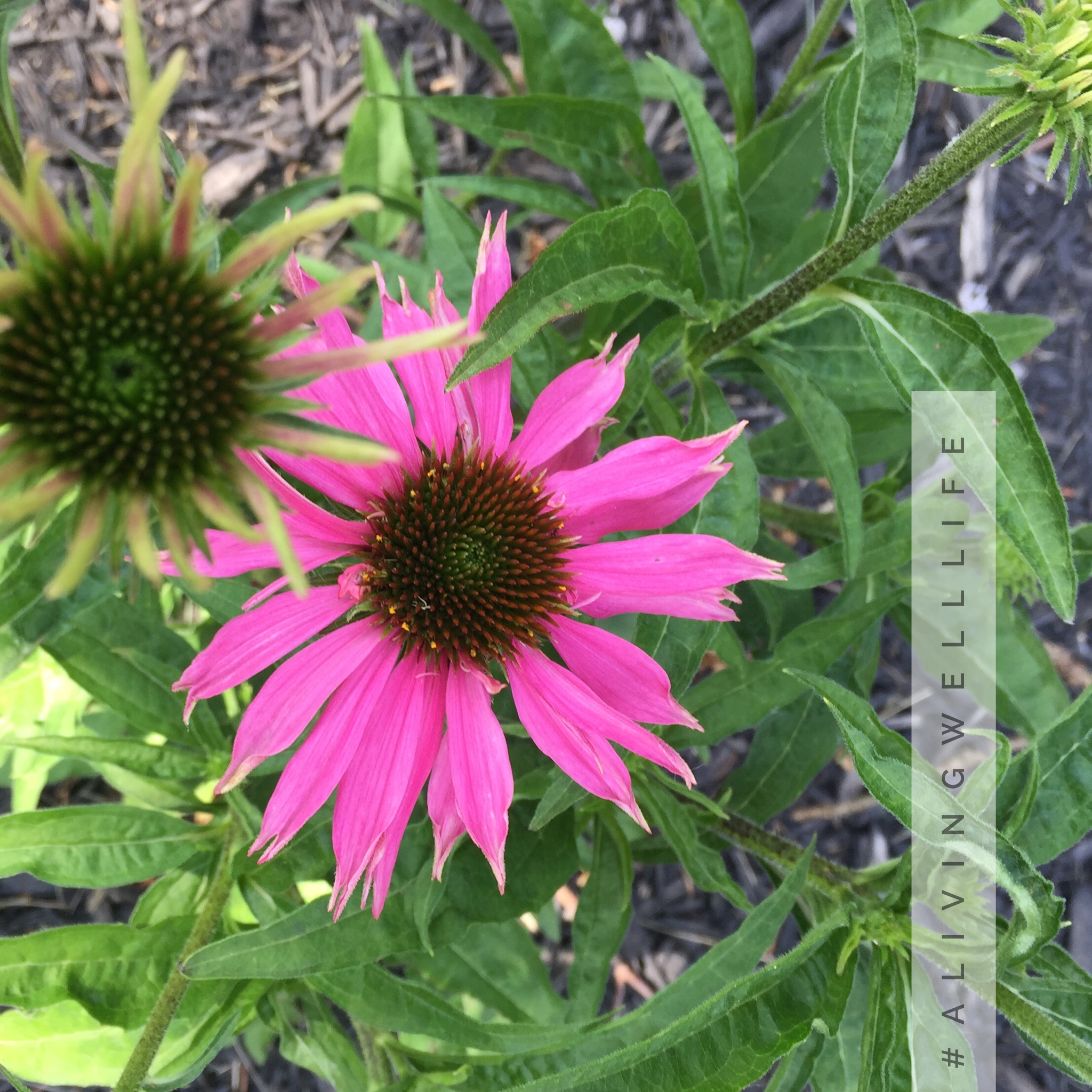 Echinacea Purpurea