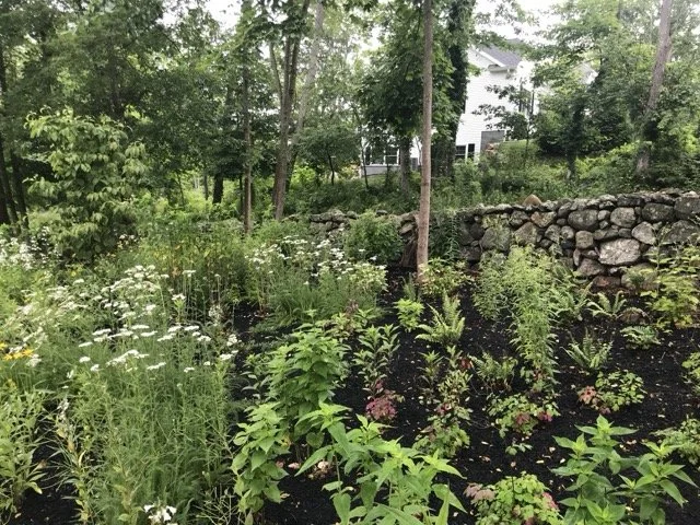 IMG_4684 Medium.jpeg