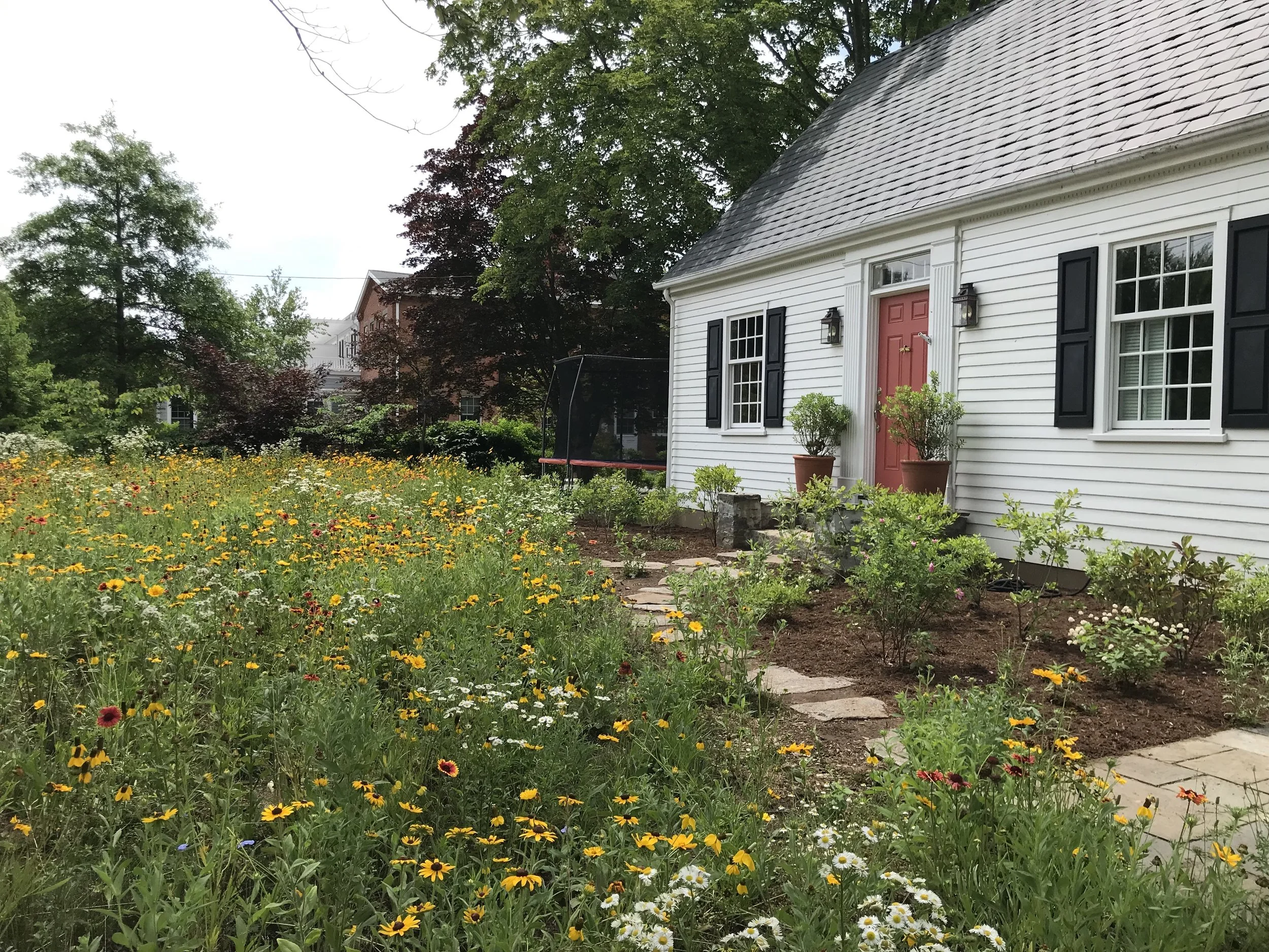 230628 summer bloom.jpg