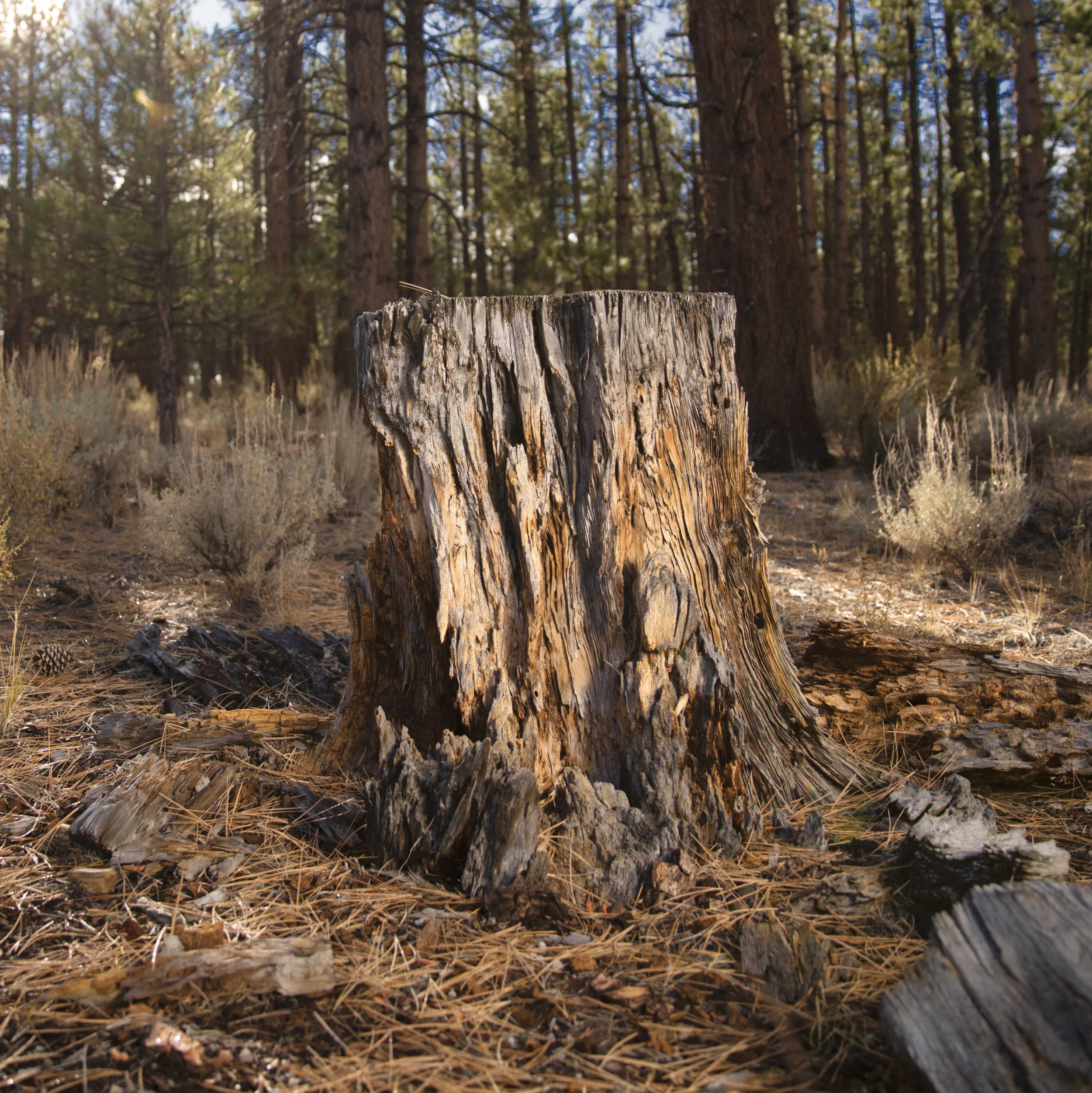 Tree_Stump_Road Trip.jpg