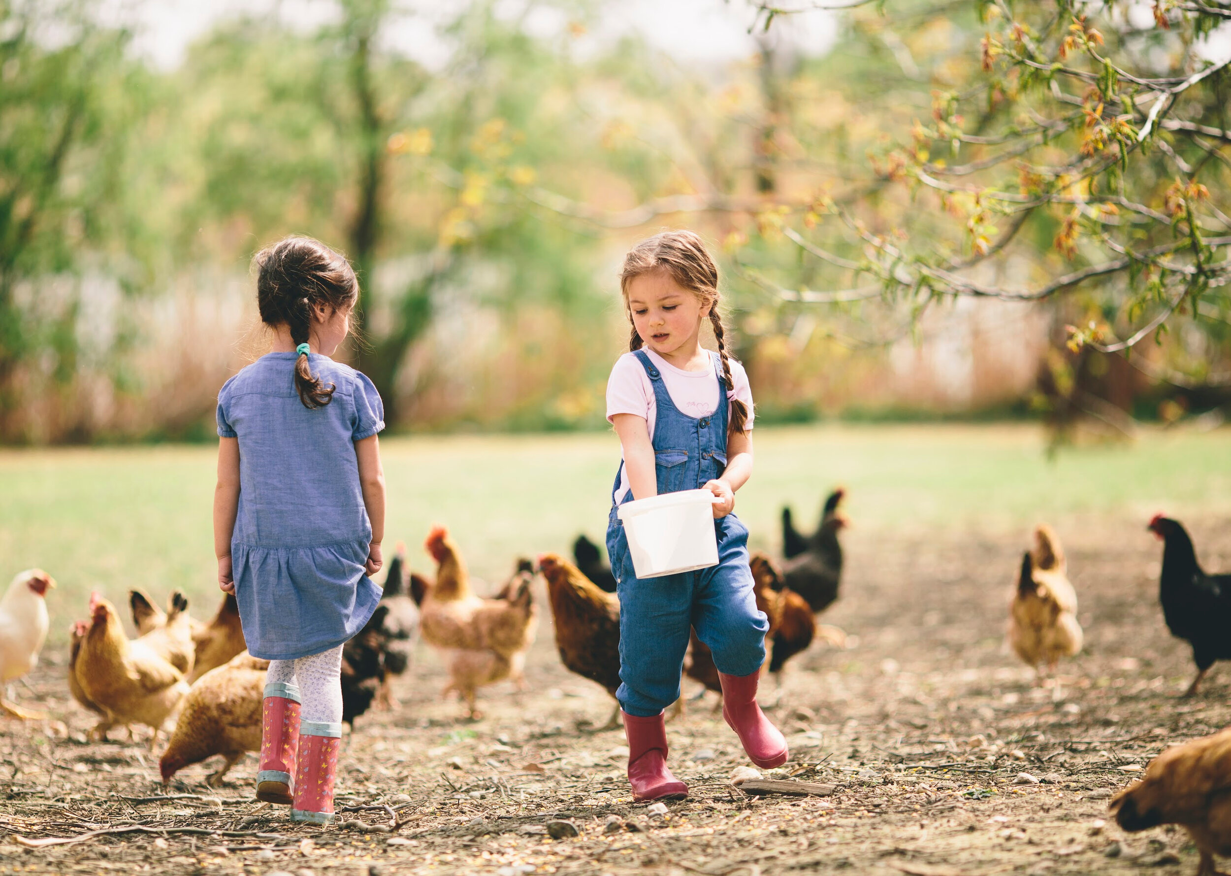 Картина дети кормят курицу. Цыпленок для детей. Девочка с курочкой. Цыпленок девочка. Дети кормят цыплят.