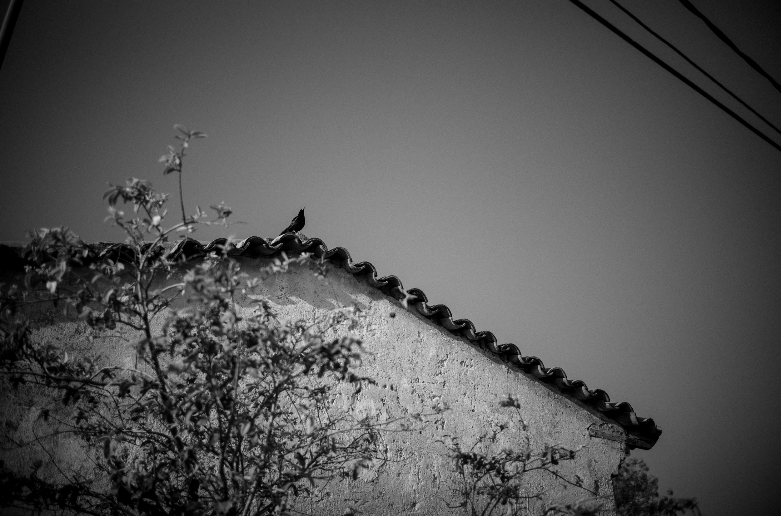 L1002100.jpg