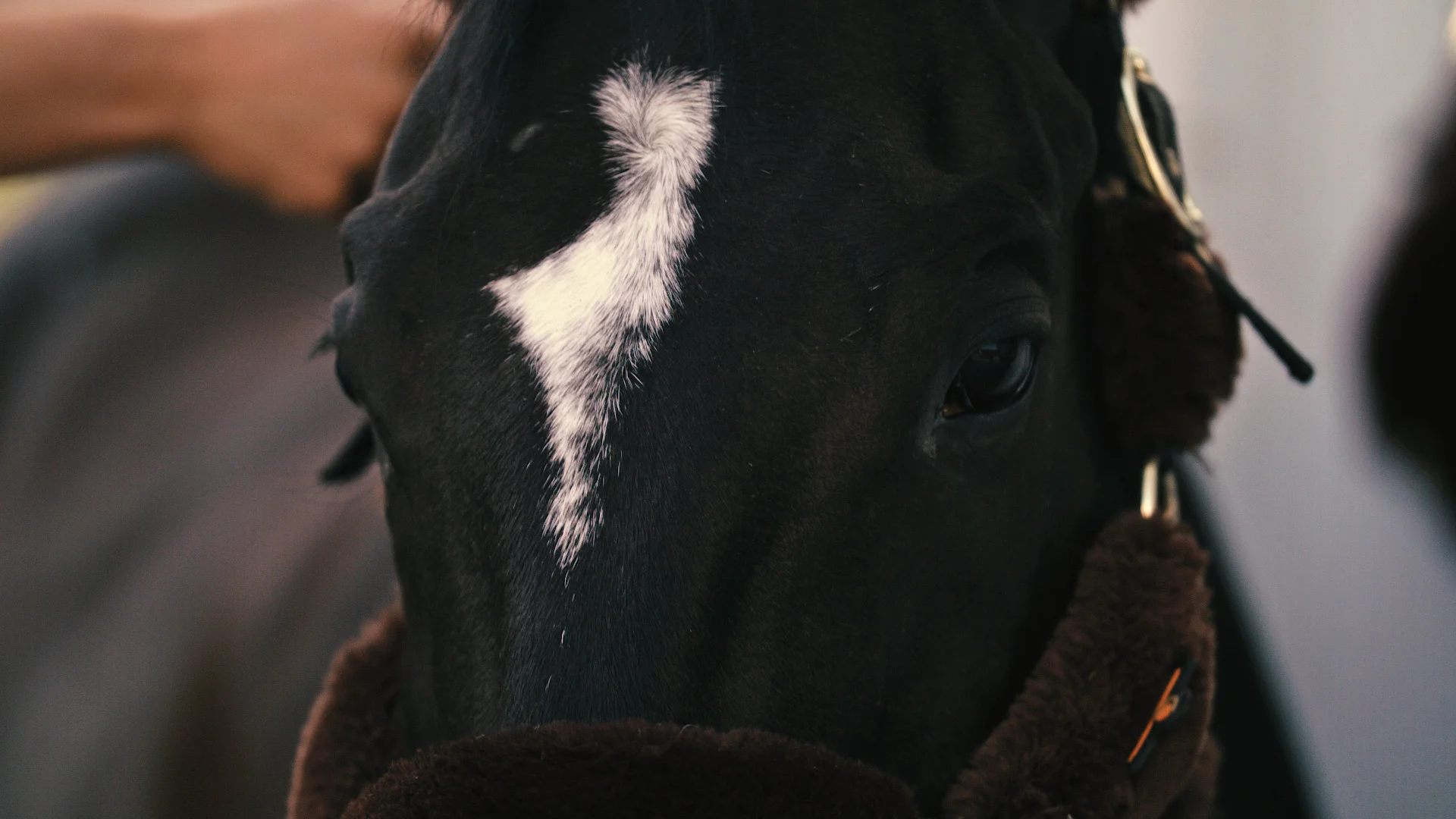 para-equestrian-dressage-005.jpg