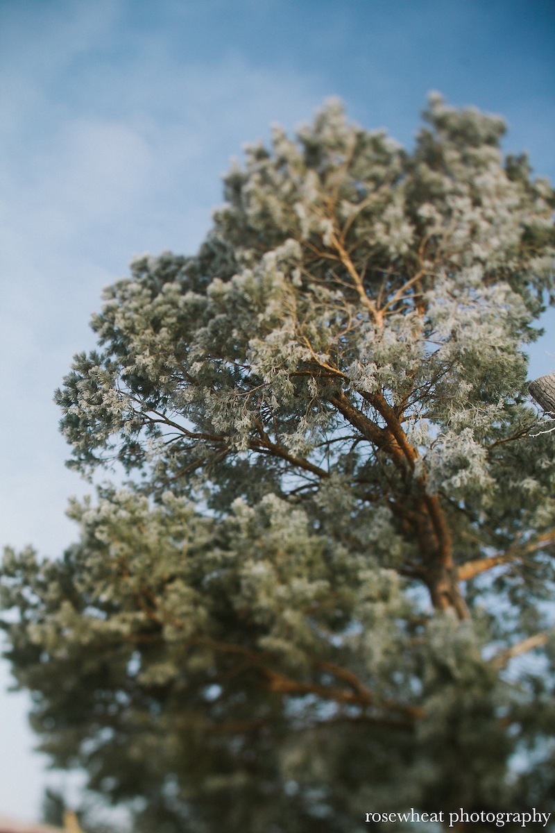 TiltShiftTrees-5.jpg