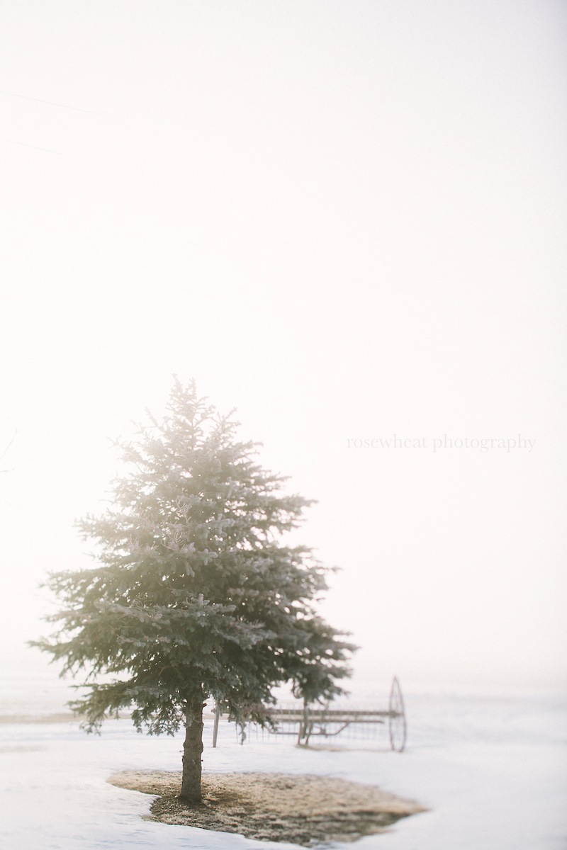 TiltShiftTrees-3.jpg